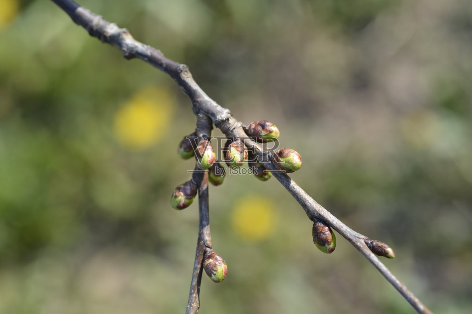 欧洲甜樱桃照片摄影图片
