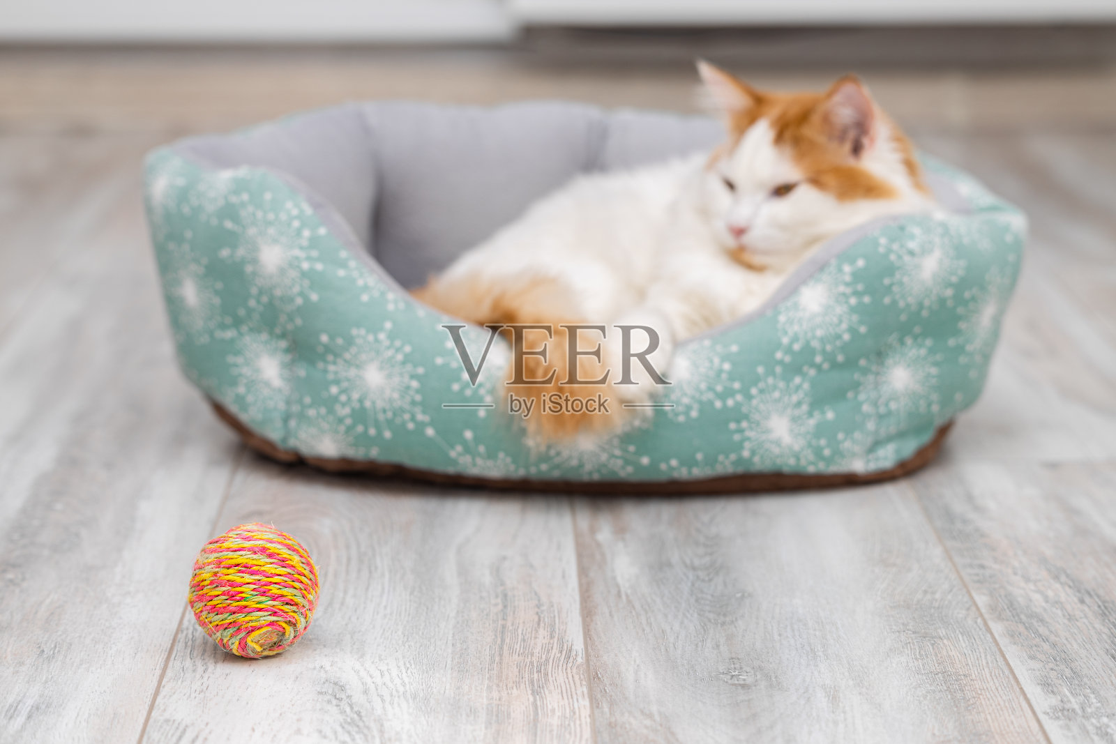 针织球的背景是一只躺着的猫照片摄影图片