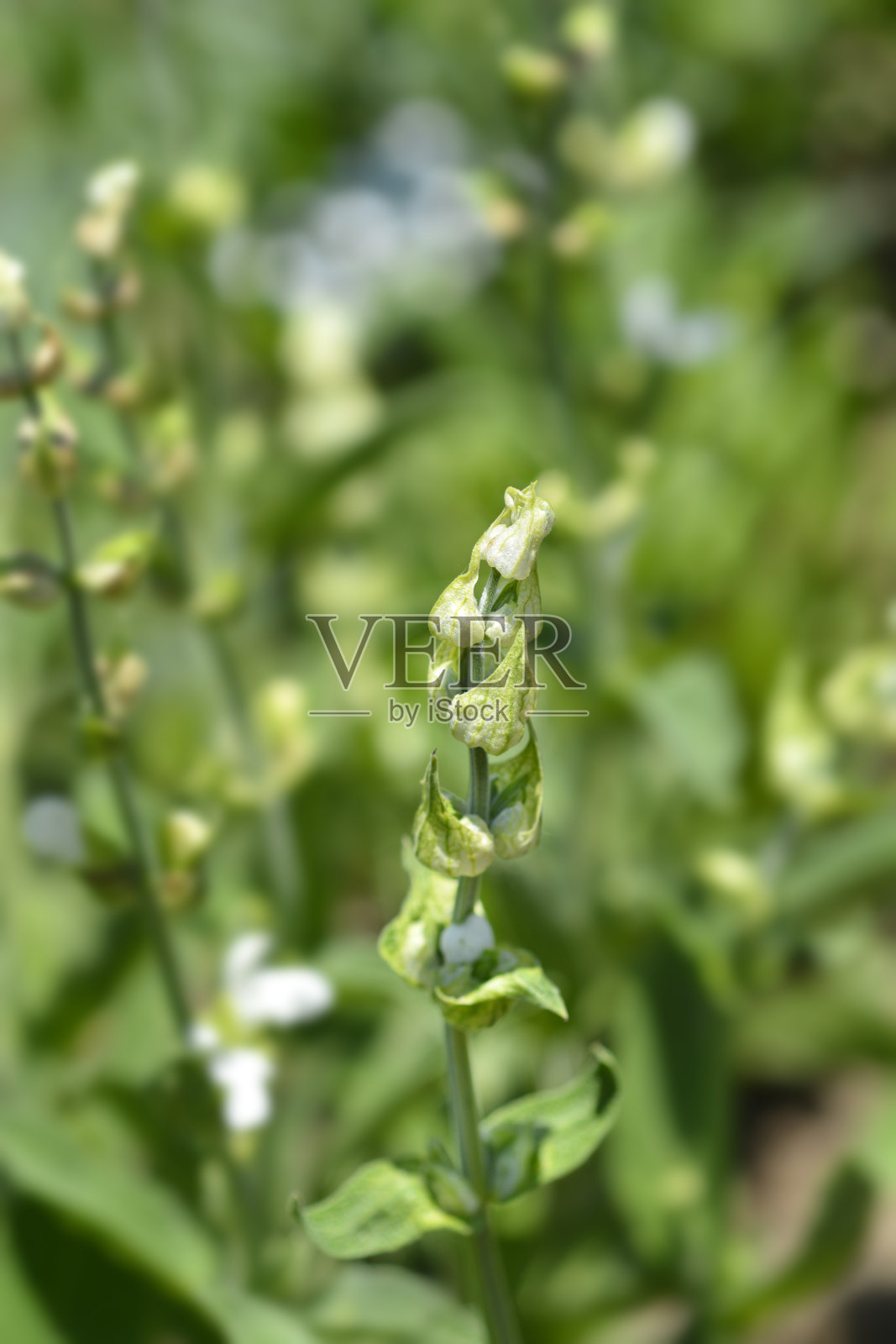 白花鼠尾草照片摄影图片