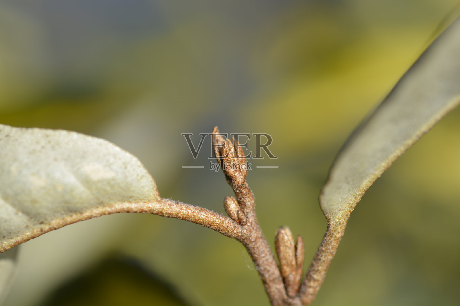 野生橄榄聚光灯下照片摄影图片