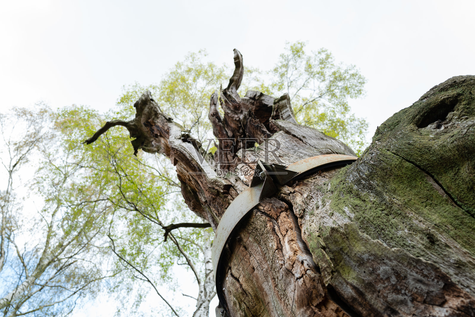 位于英国舍伍德森林的一棵非常古老的英国橡树。照片摄影图片