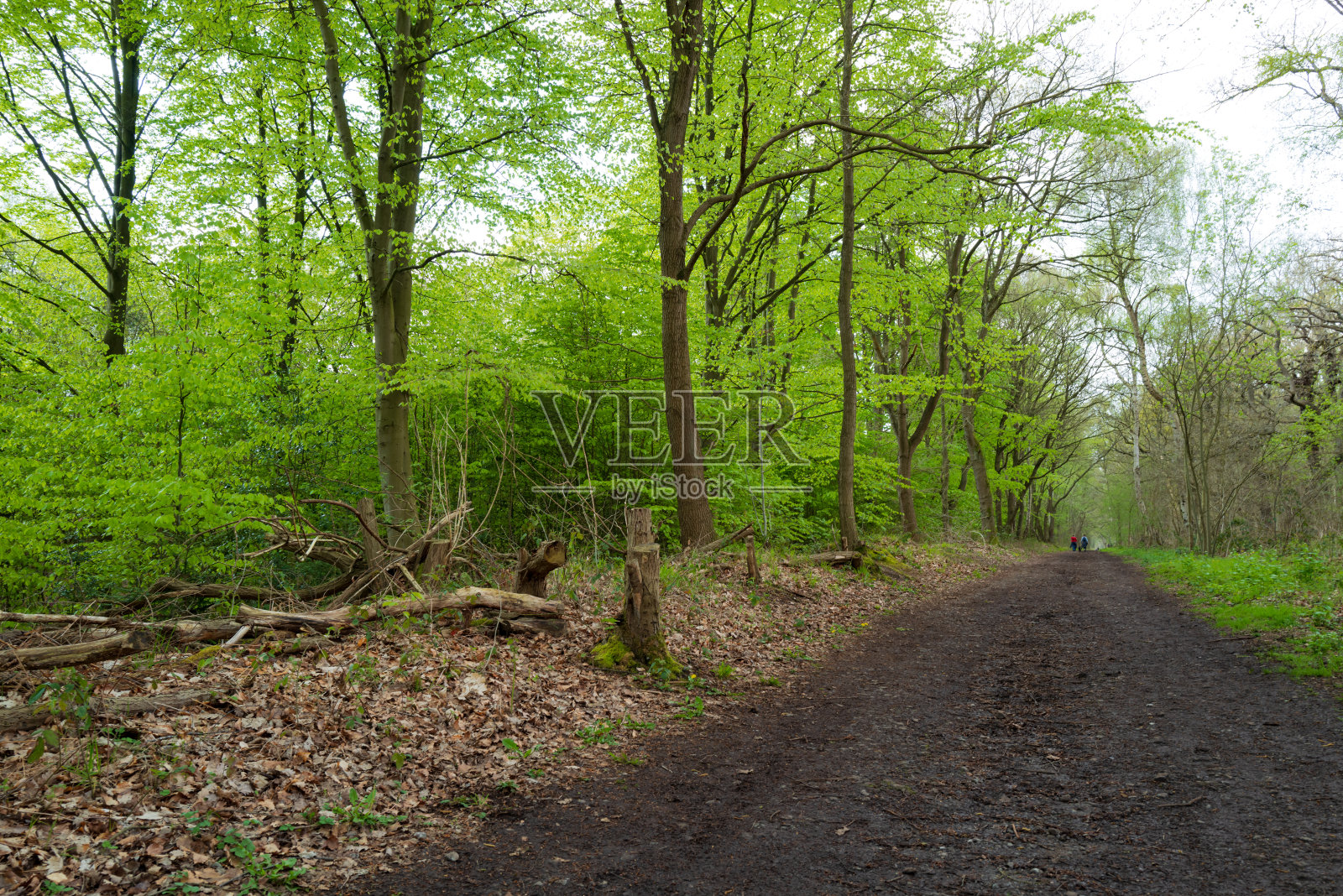 在英国著名的舍伍德森林，令人惊叹的春景，郁郁葱葱的树木。照片摄影图片