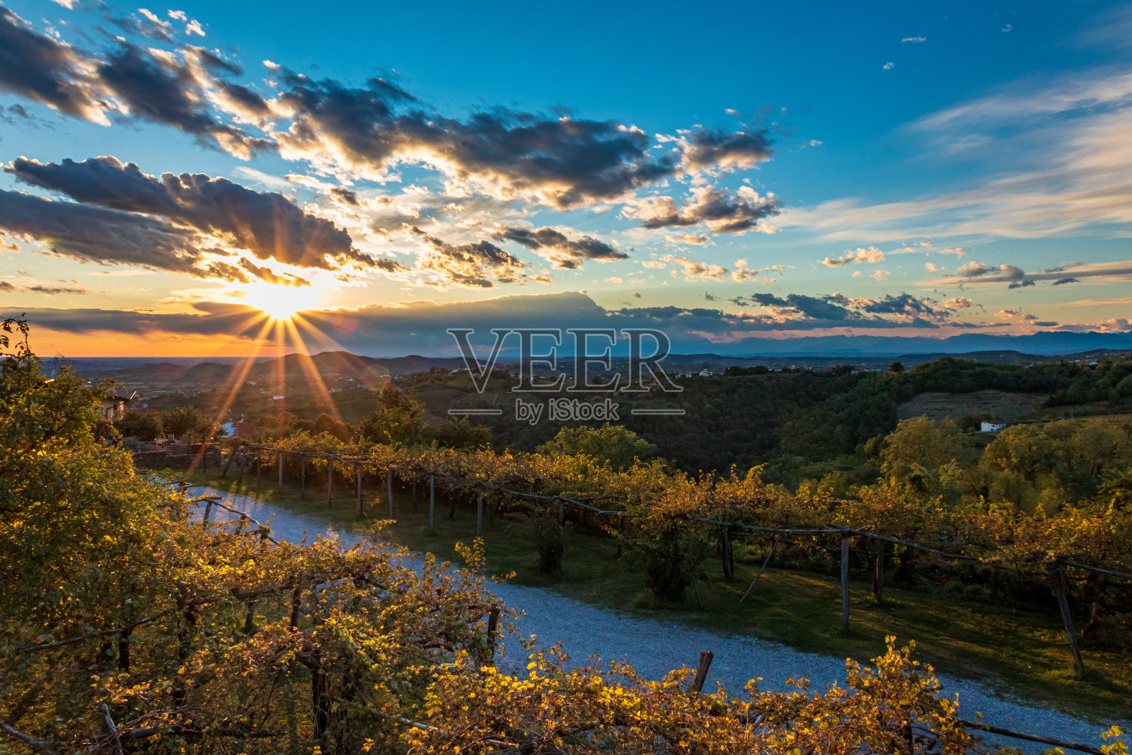 在意大利和斯洛文尼亚边境的葡萄园里，五彩缤纷的夕阳照片摄影图片