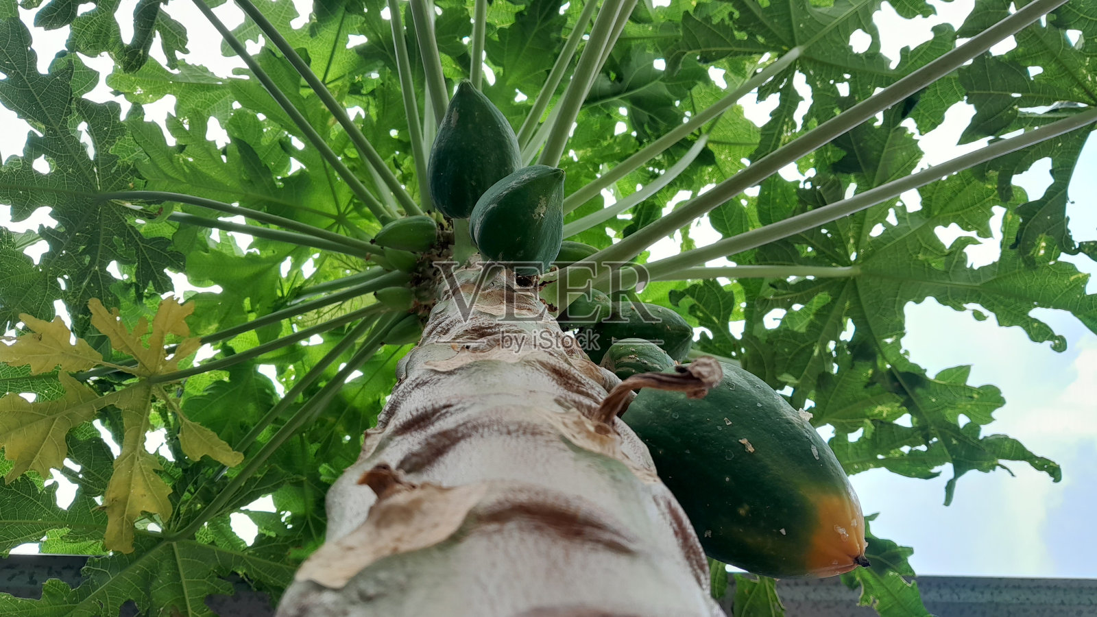 一张从下面拍摄的绿色番木瓜树的照片照片摄影图片