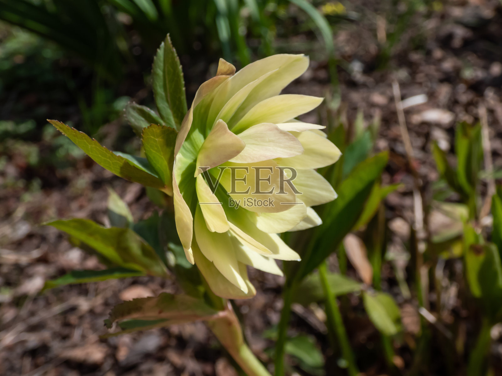 近景:初春花园中的Helleborus 'Double Queen mix'开花，大朵，褶皱，有斑点的重瓣花照片摄影图片