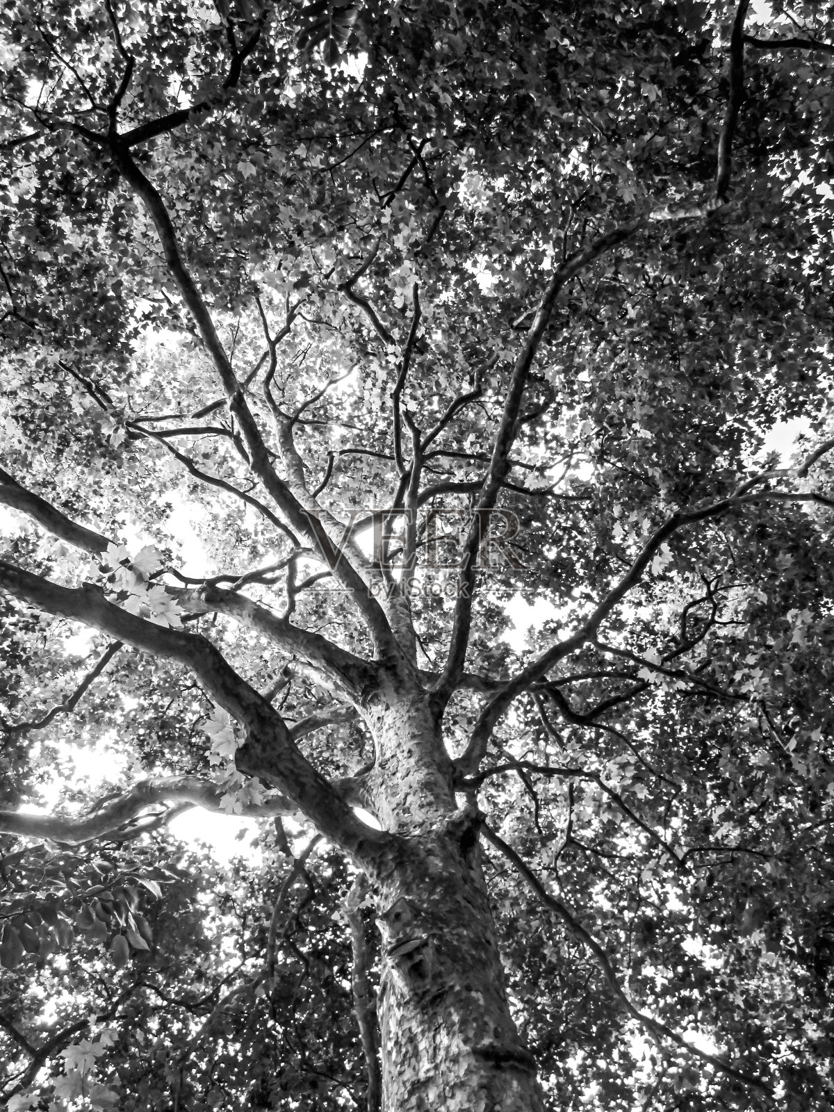 钻进一棵大梧桐树的树冠照片摄影图片