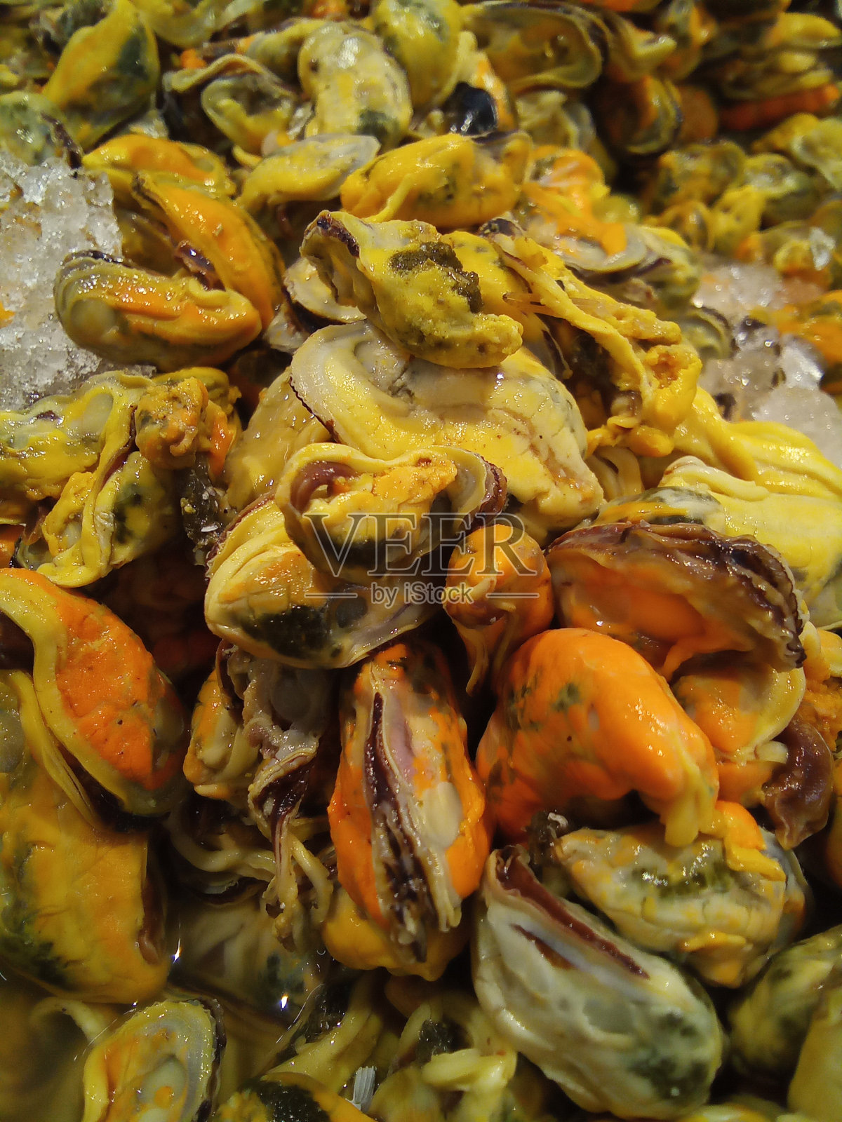 蛤照片摄影图片