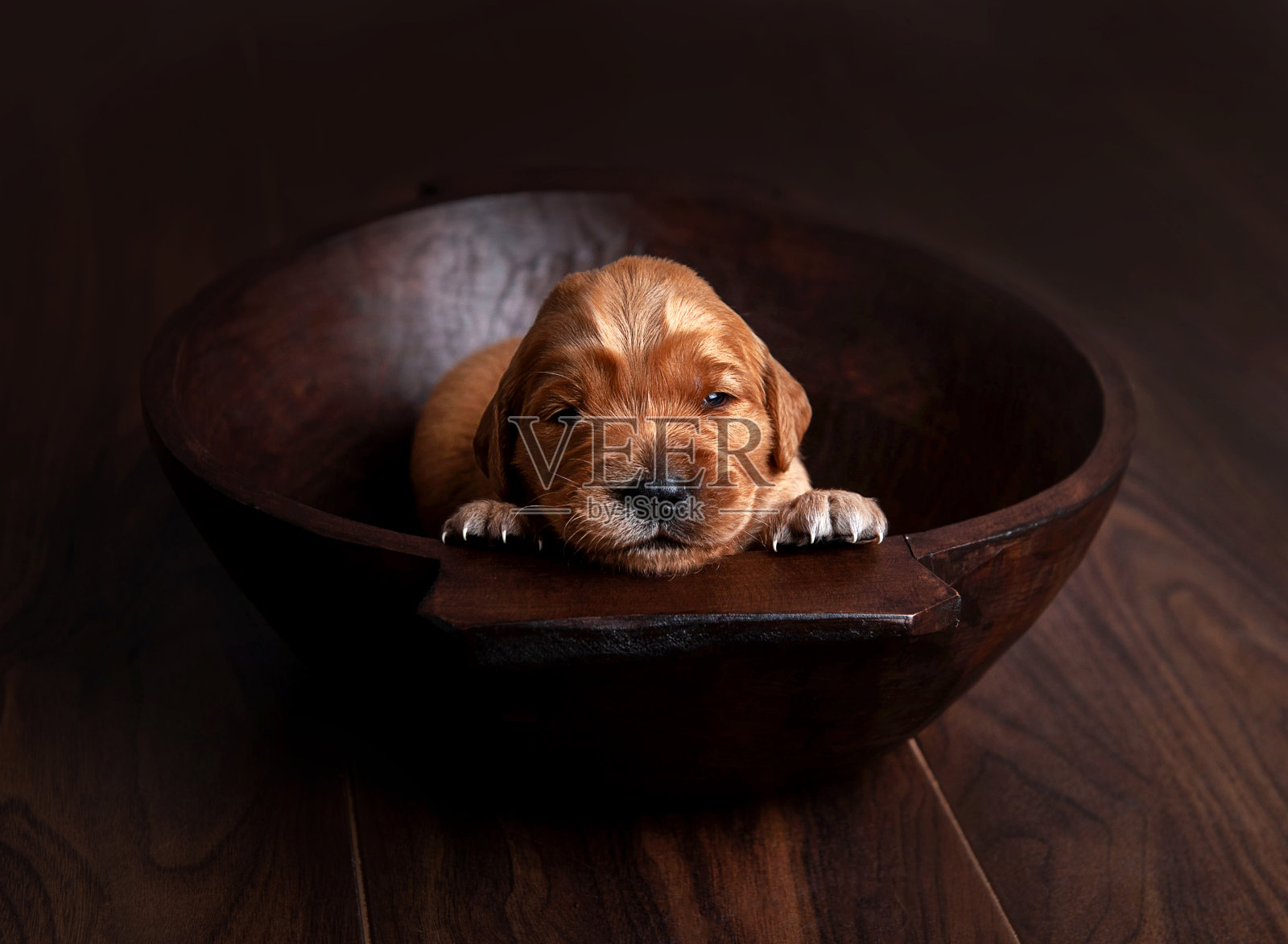 碗里的小狗照片摄影图片