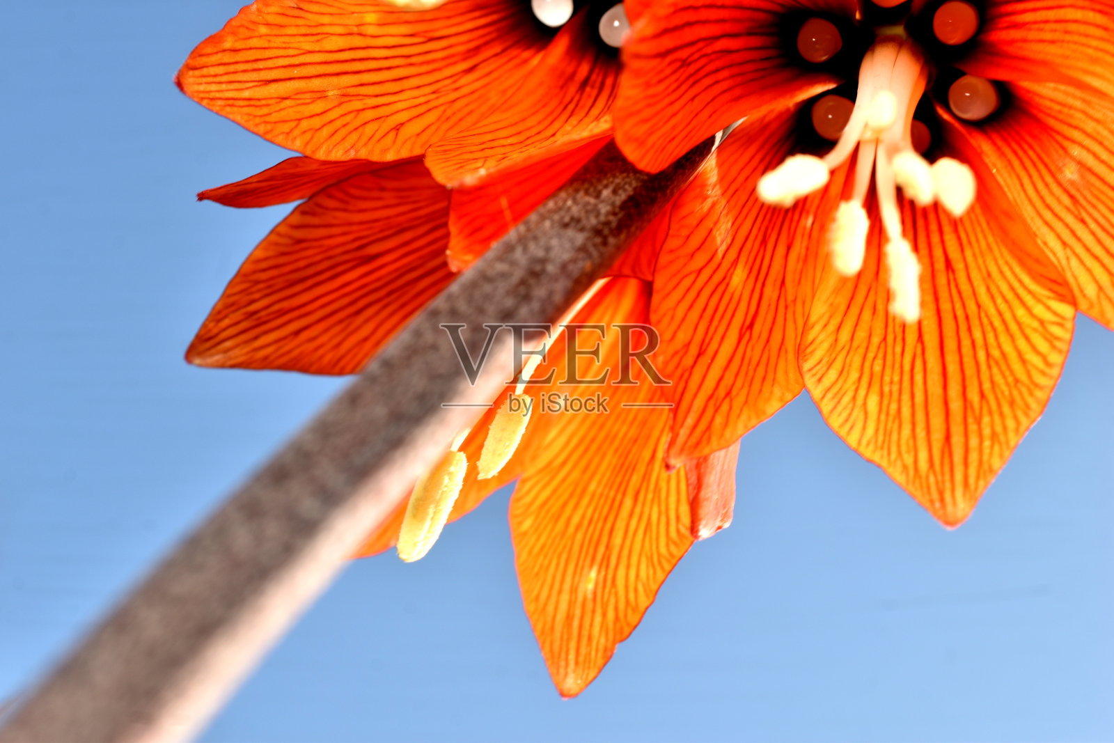 一朵花的花瓣和雄蕊映衬着天空。照片摄影图片