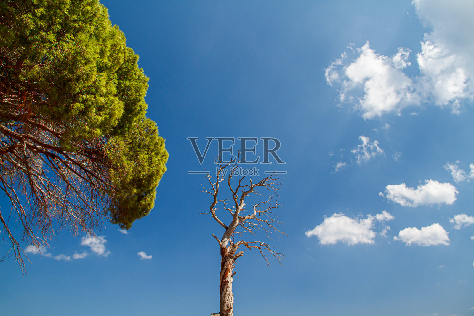 活树死树望蓝天照片摄影图片