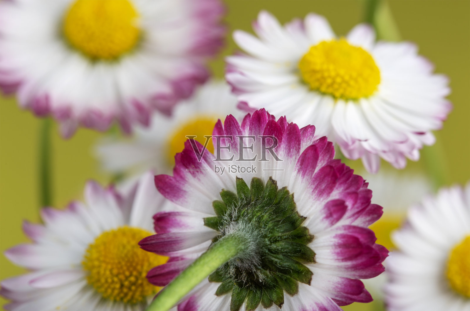 黄色背景上一束白色和粉色的雏菊照片摄影图片