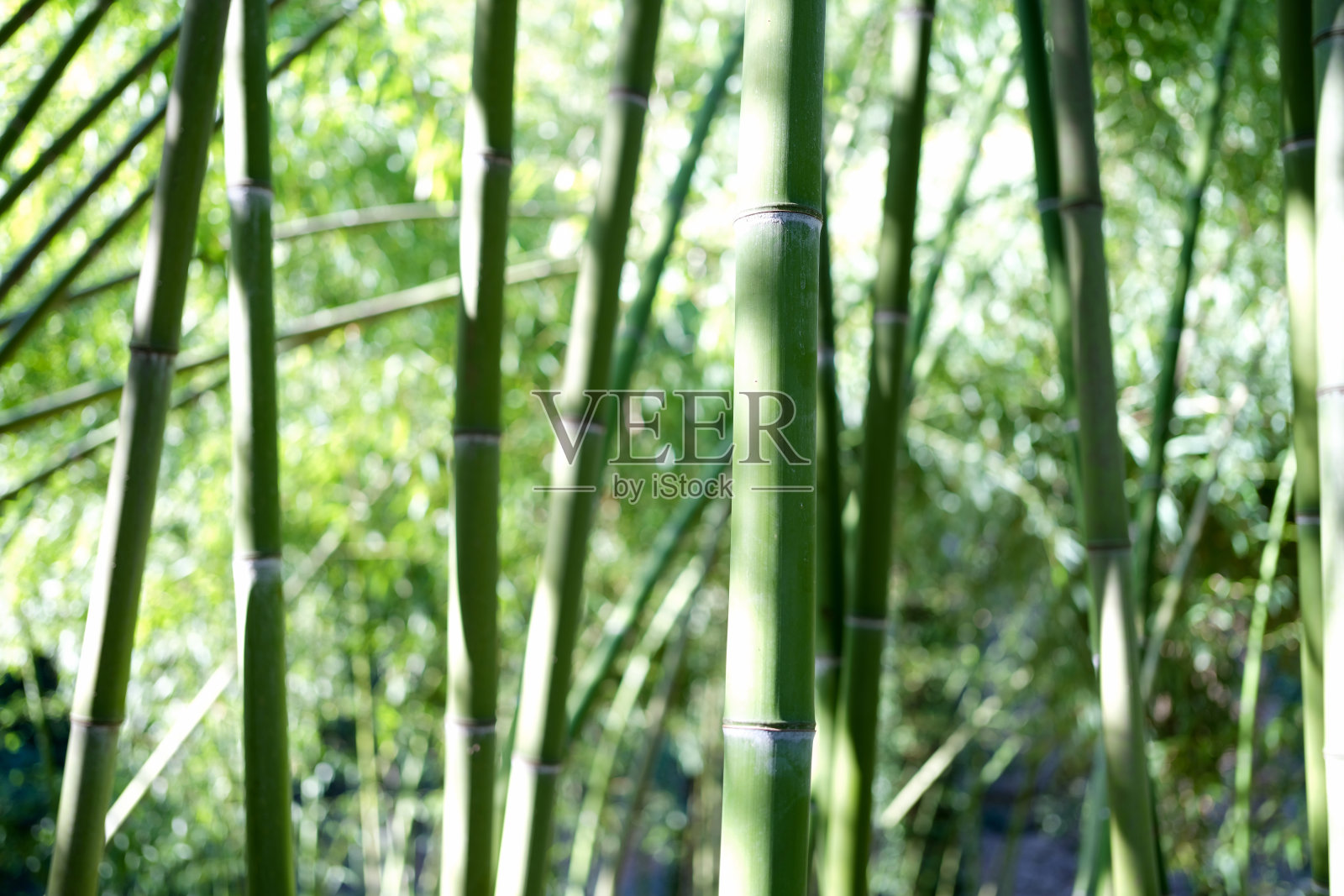 天然绿色的竹林或森林背景，巨大的木本草照片摄影图片