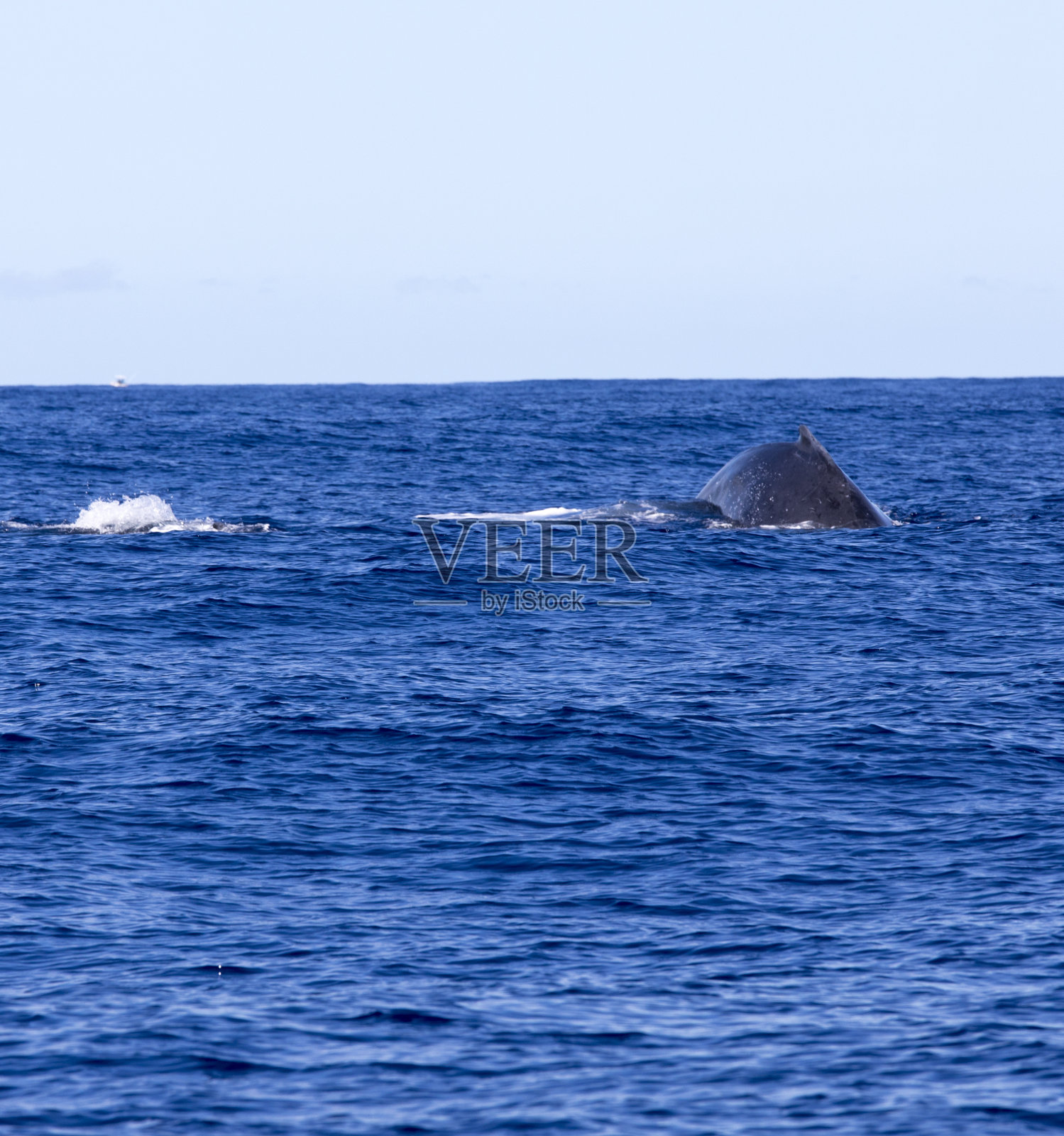 留尼旺岛上的大鲸照片摄影图片