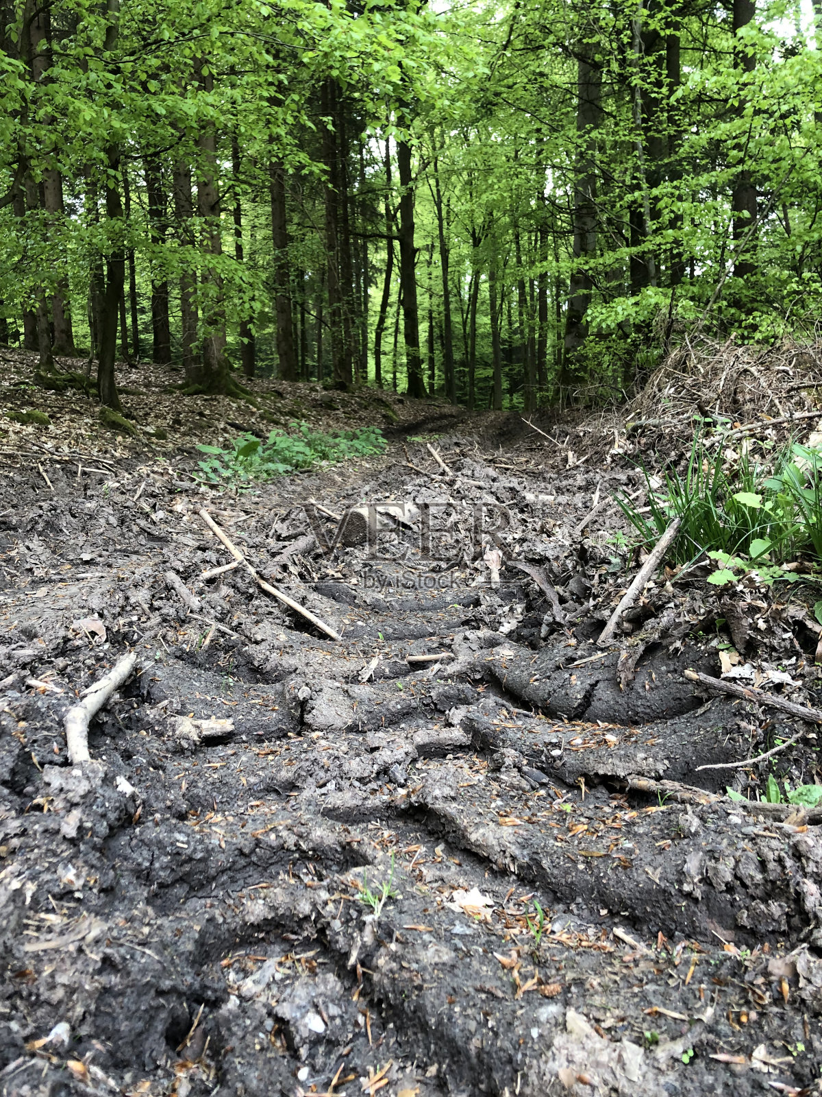 野猪的马刺在绿林的颂歌照片摄影图片