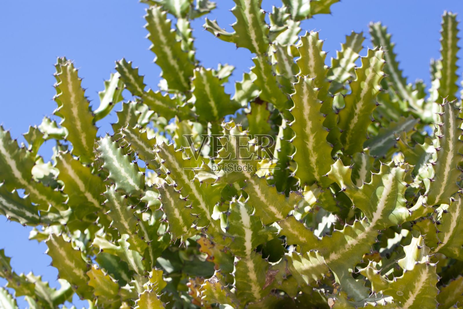 斑驳的灌木，大戟照片摄影图片