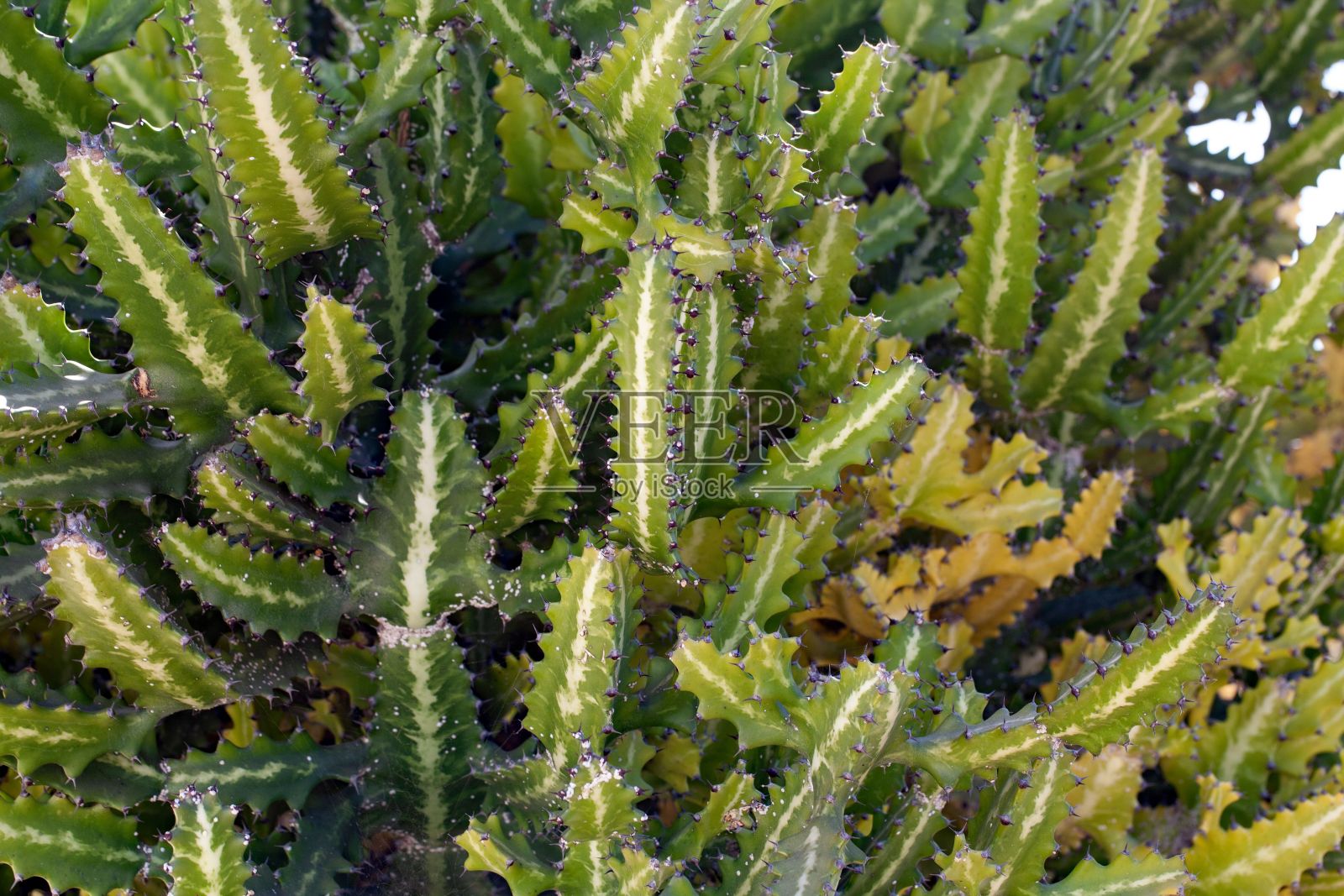 斑驳的灌木，大戟照片摄影图片