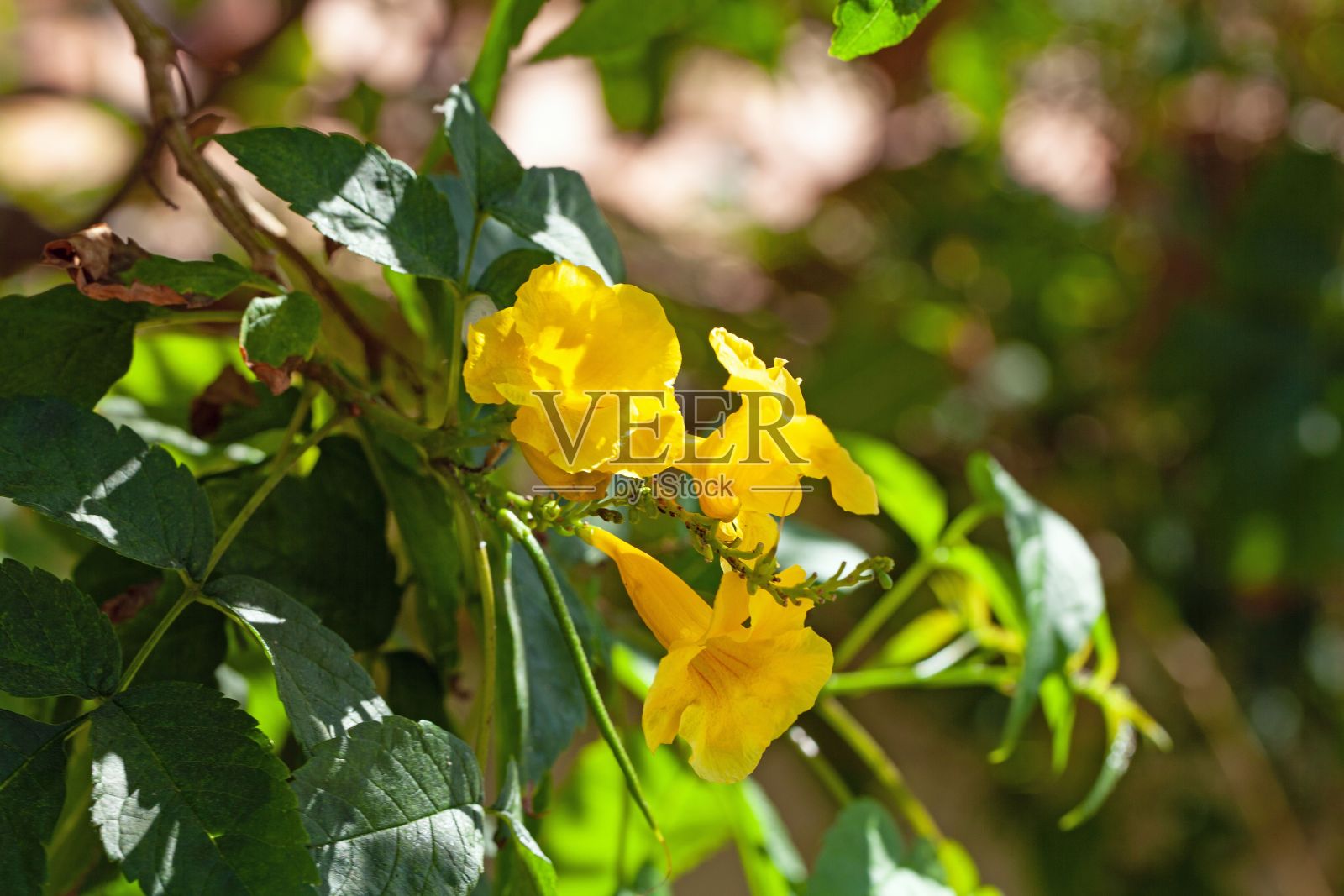 黄色喇叭的花朵，Tecoma斯坦照片摄影图片