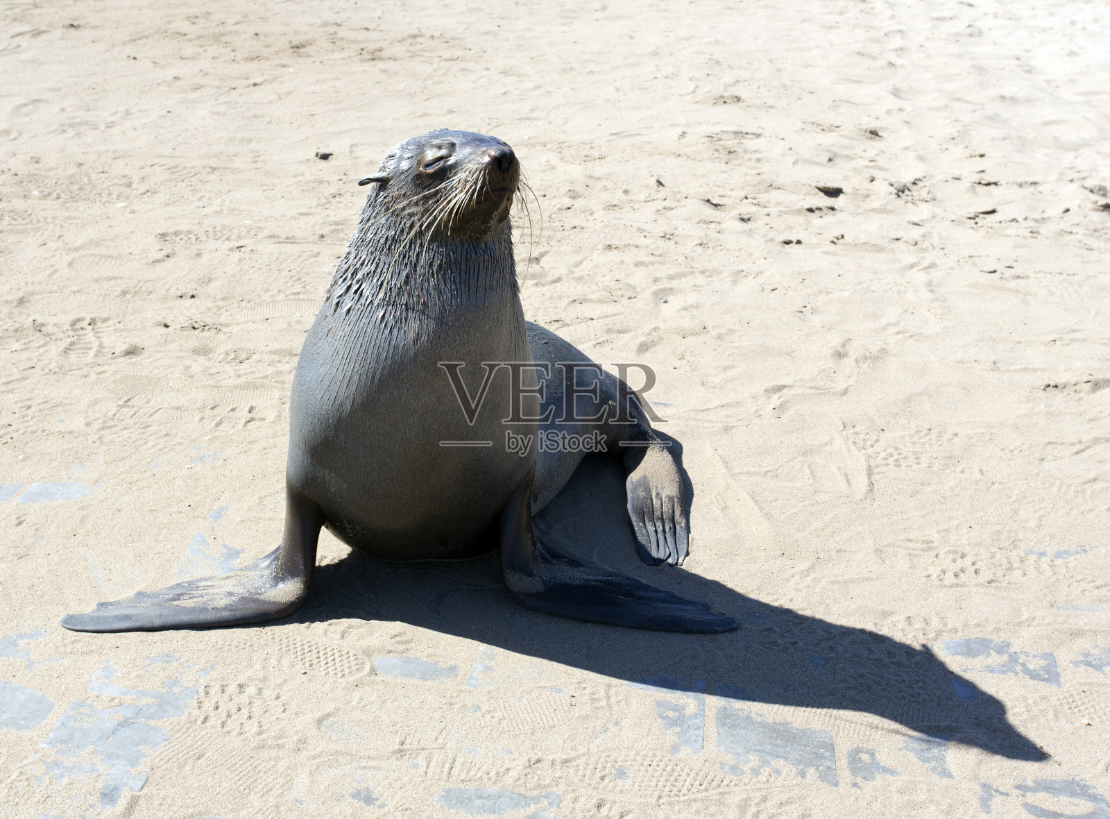 角毛海豹的照片照片摄影图片