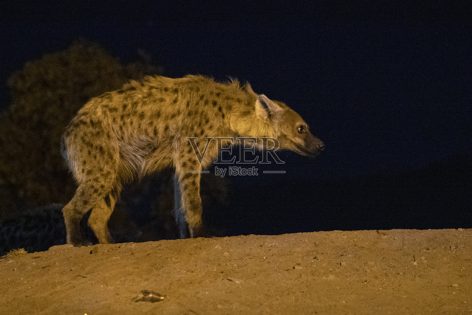 夜间，在埃塞俄比亚哈拉尔郊区，一只野生鬣狗接近一个“鬣狗人”照片摄影图片