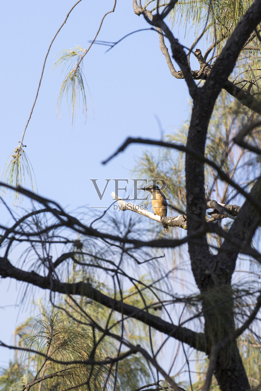神圣的翠鸟照片摄影图片