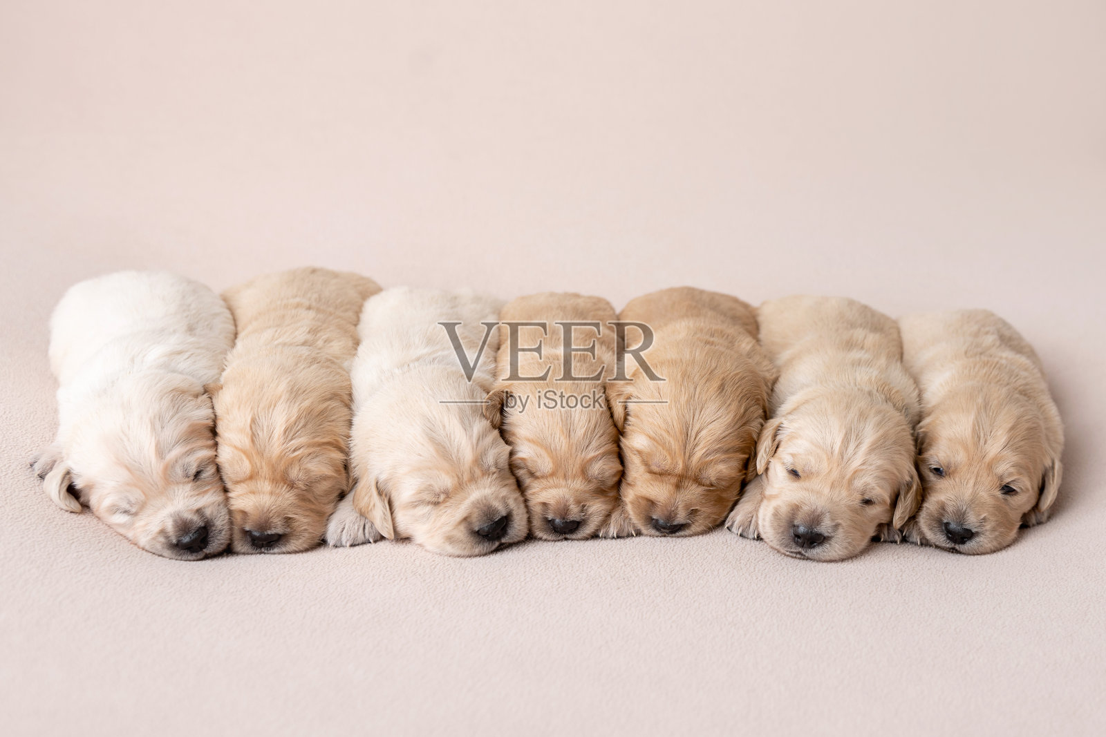 金毛猎犬幼犬照片摄影图片