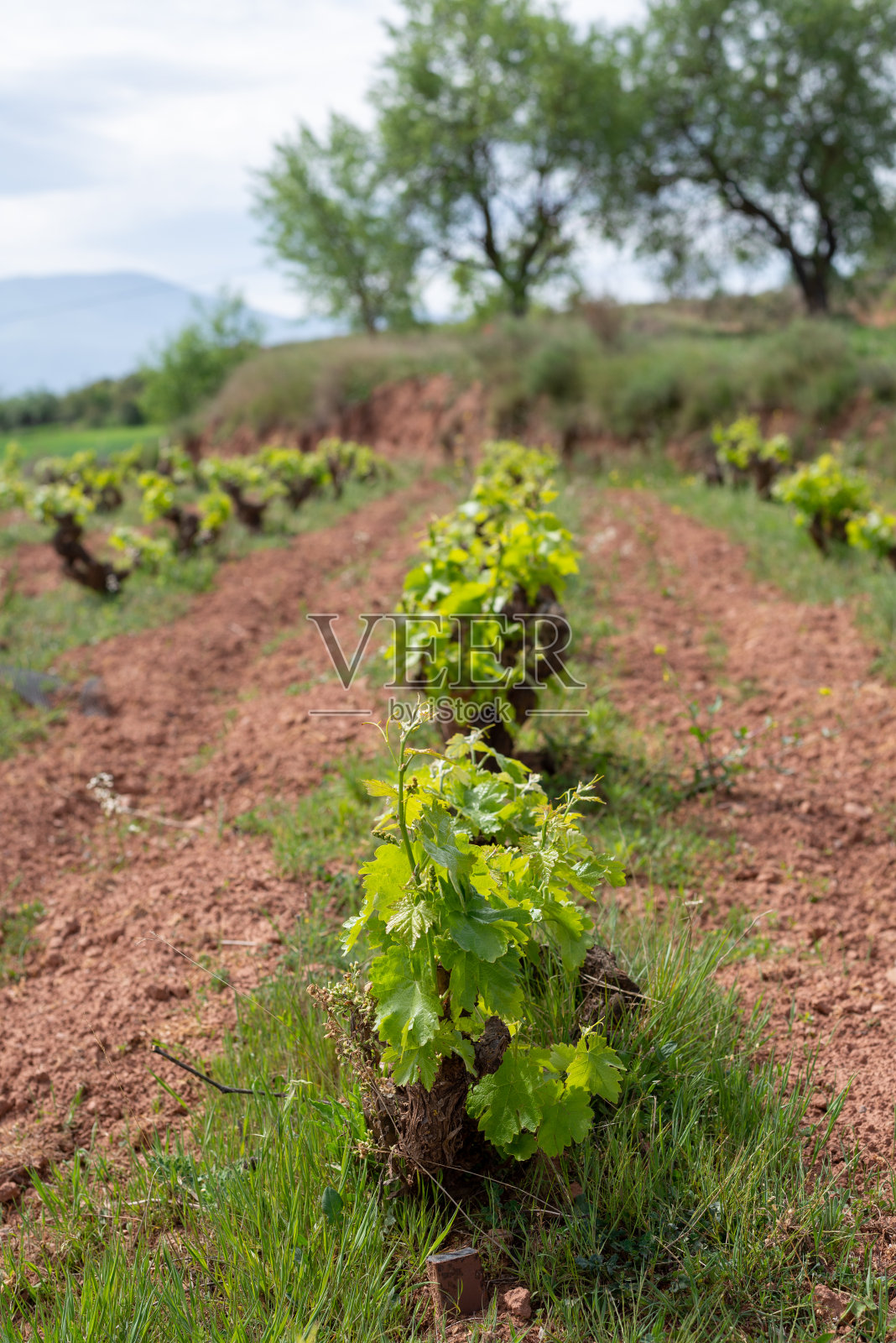 里奥哈春天的葡萄园照片摄影图片