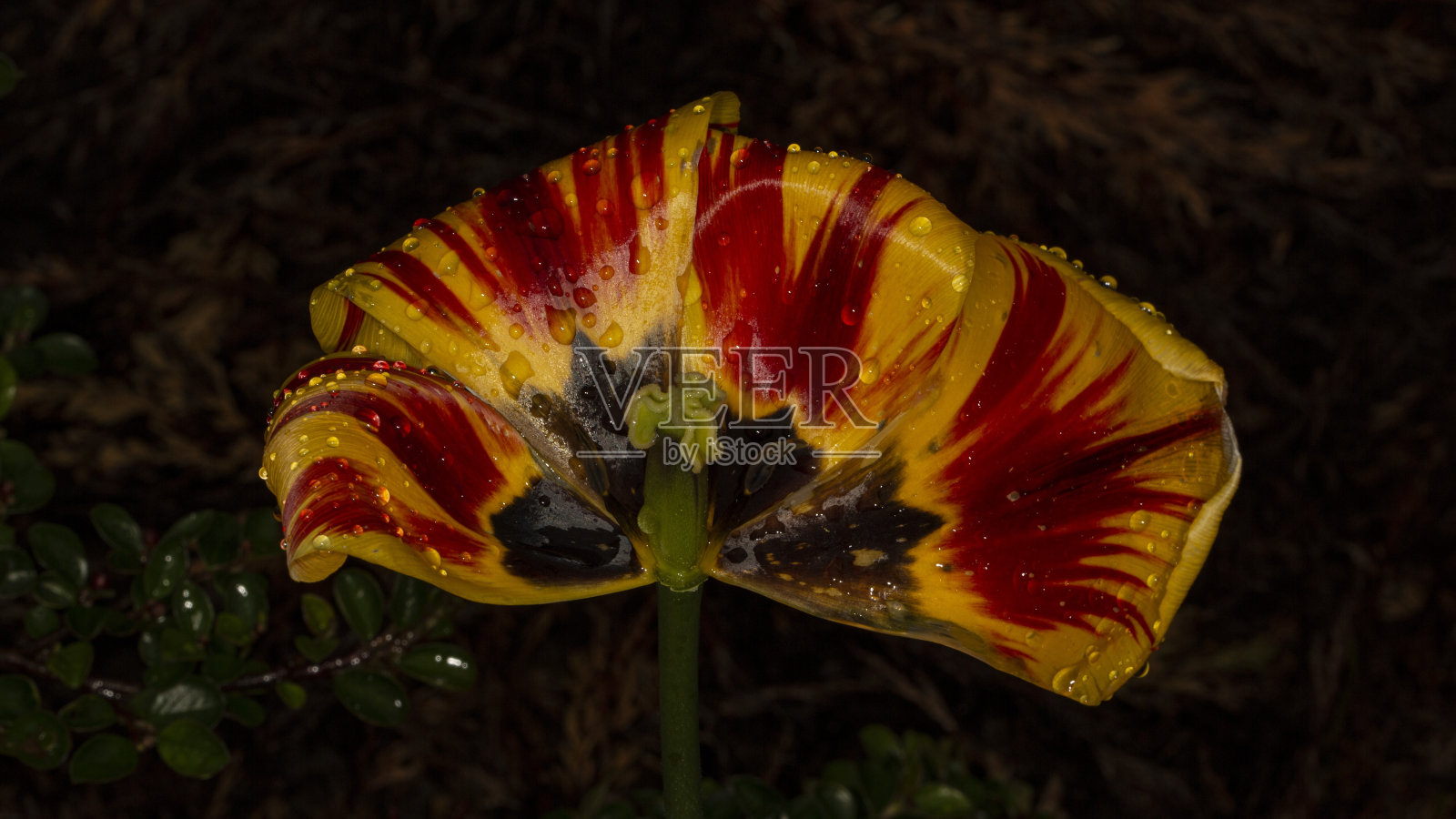 鹦鹉郁金香。照片摄影图片