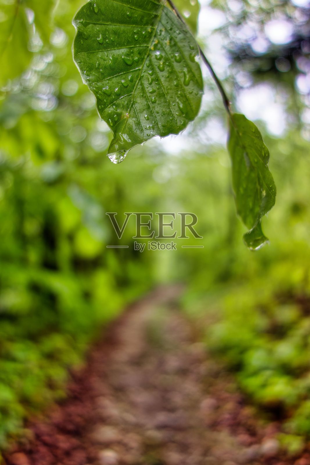 潮湿的树叶挂在树林里枝繁叶茂的树枝上照片摄影图片