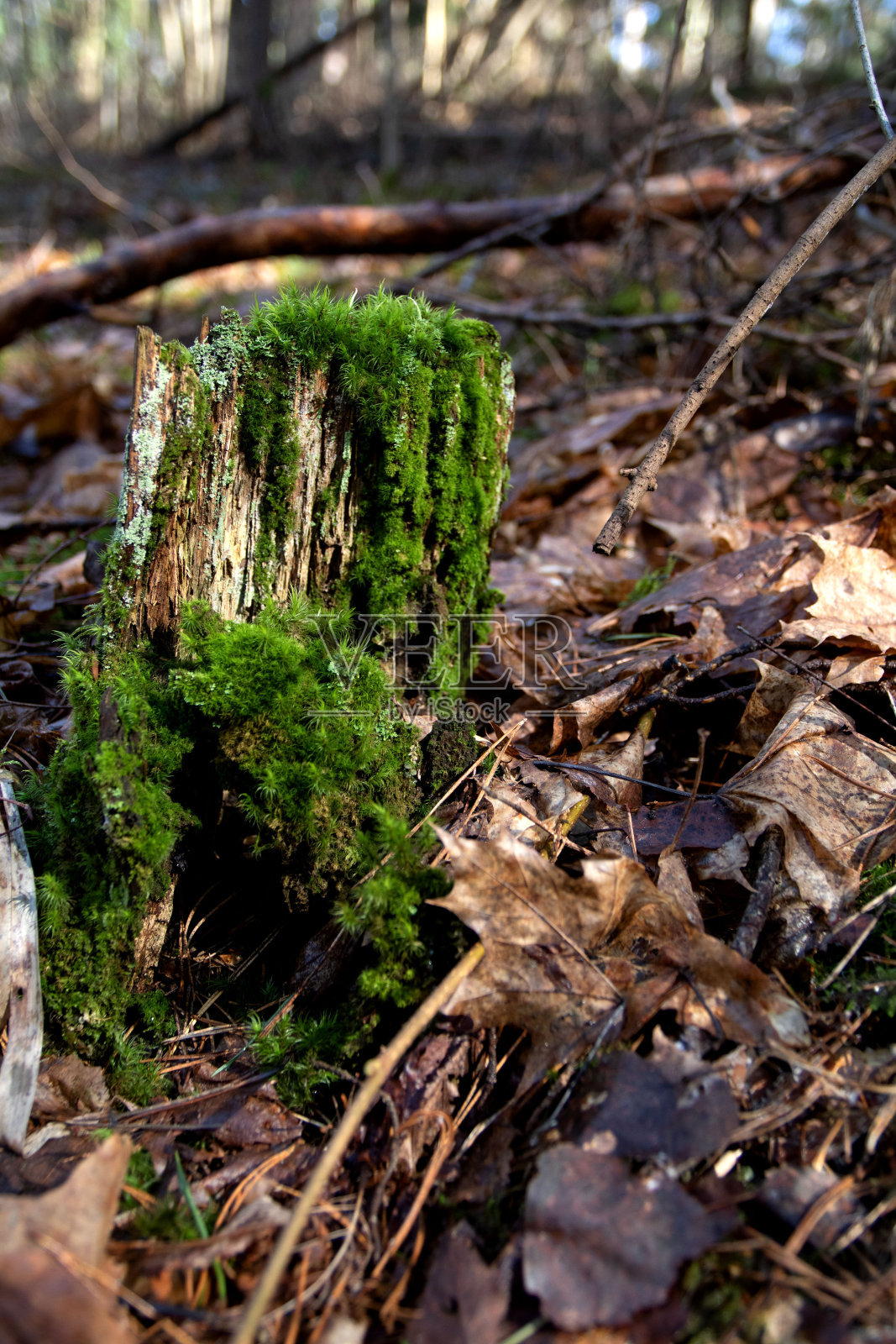 老树桩上的青苔照片摄影图片