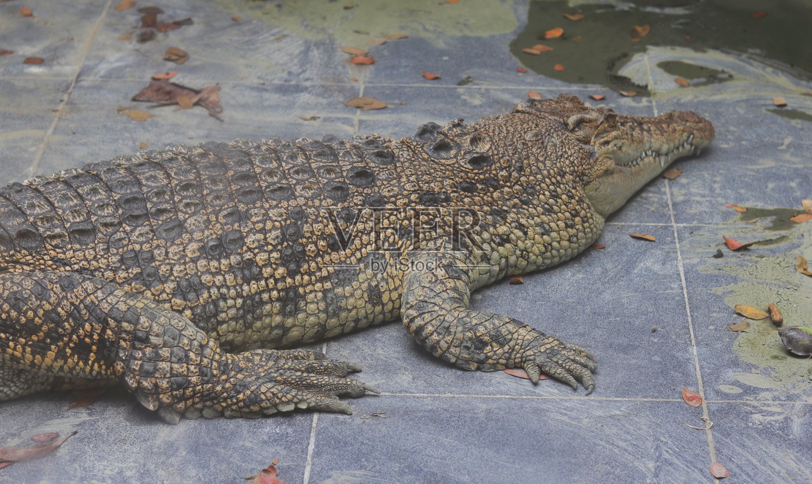 空中有鳄鱼，动物园里有鳄鱼照片摄影图片