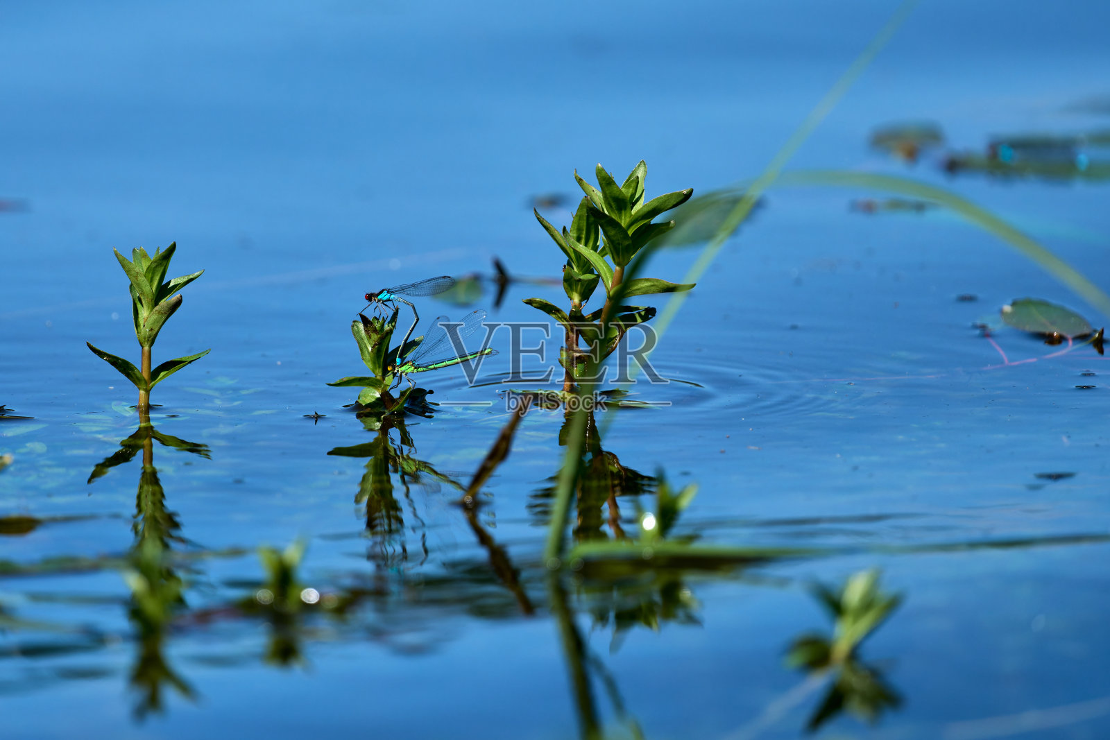 水生植物上的两只正在交配的豆娘照片摄影图片