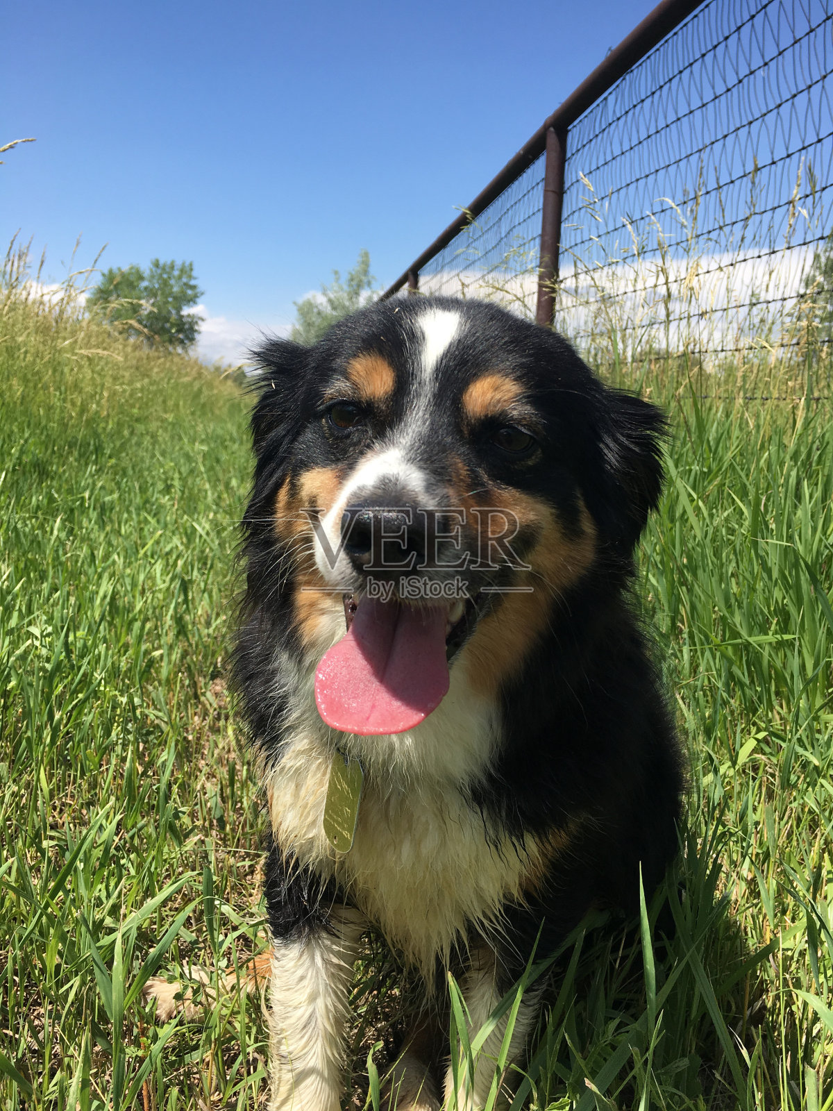 快乐的小狗照片摄影图片