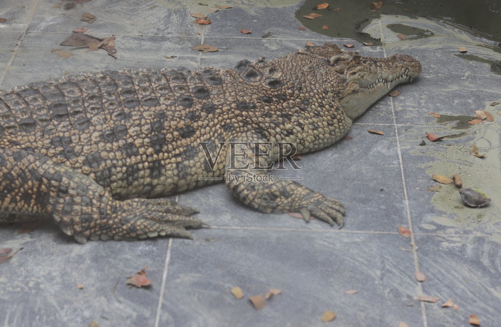 空中有鳄鱼，动物园里有鳄鱼照片摄影图片