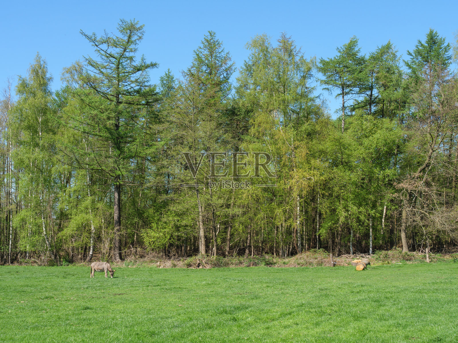 夏季德国明斯特兰的小城市施塔特隆照片摄影图片