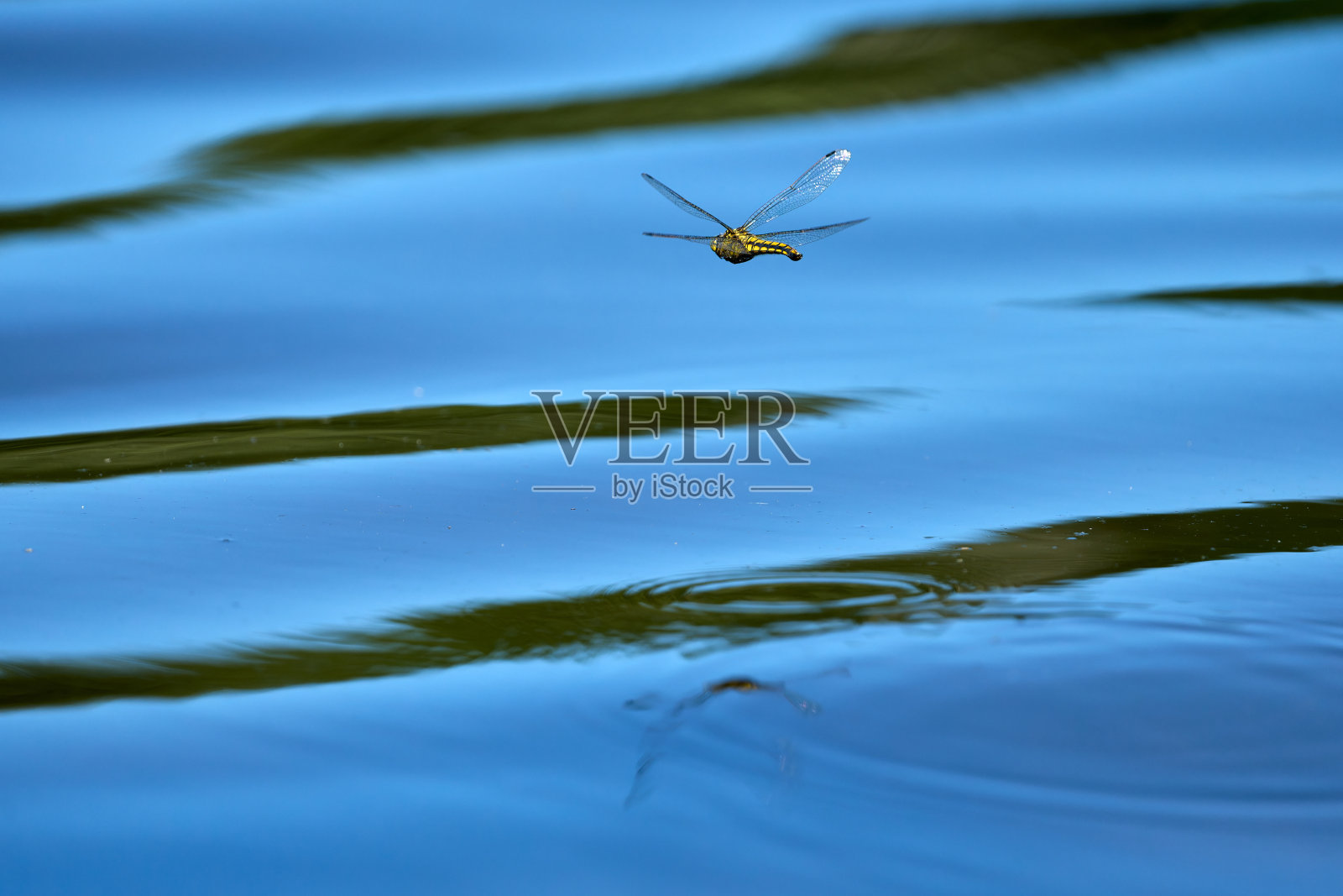 飞行中的黄色雌性蜻蜓照片摄影图片