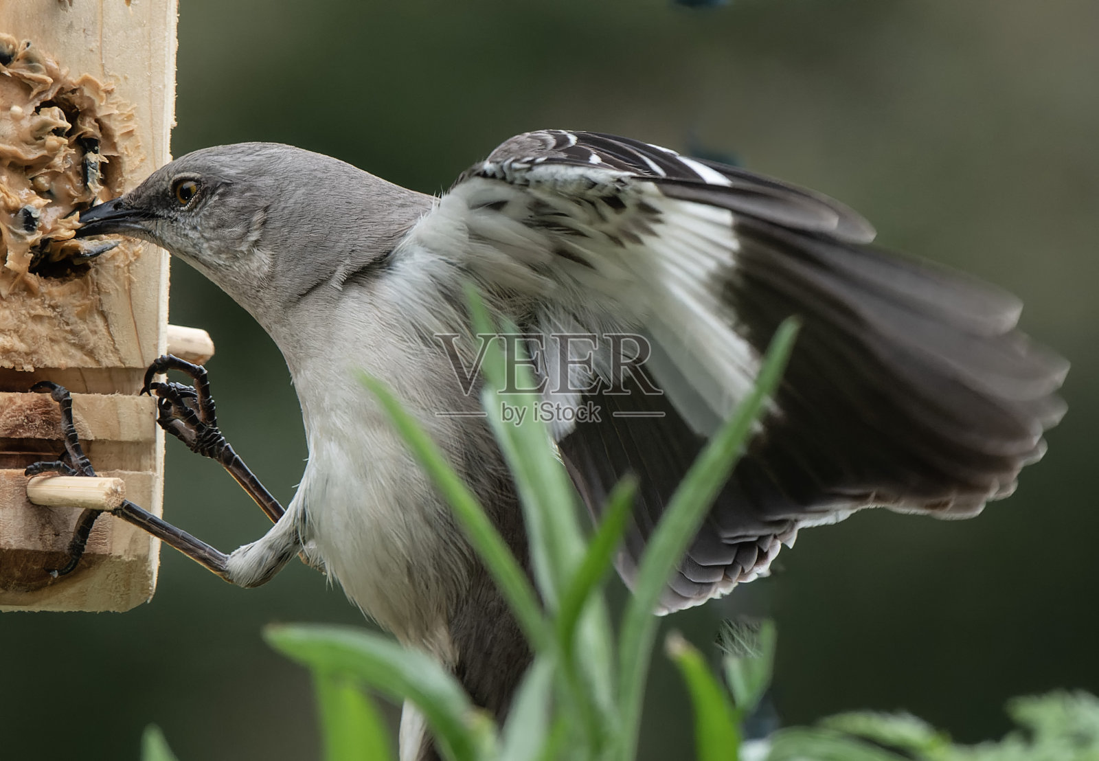 一只北方反舌鸟降落在花园里照片摄影图片