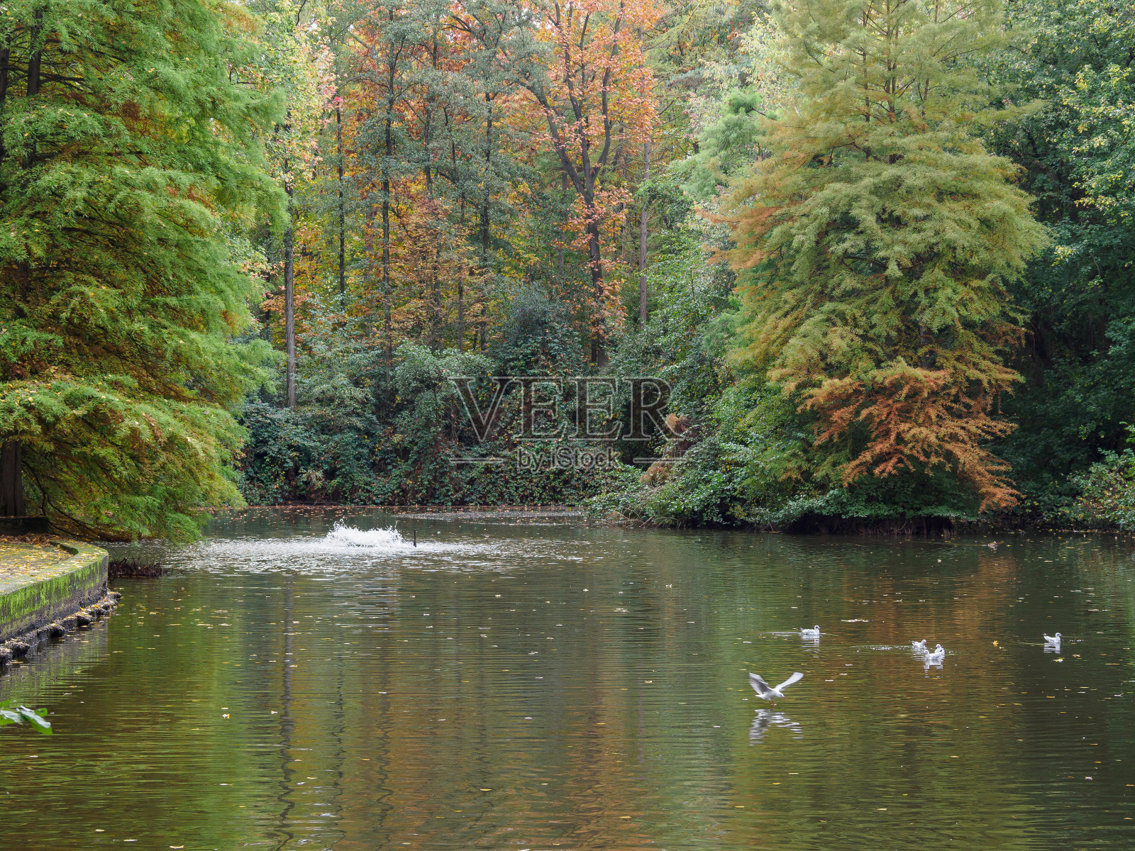 德国威斯特伐利亚州博霍尔特附近的森林里的秋天照片摄影图片