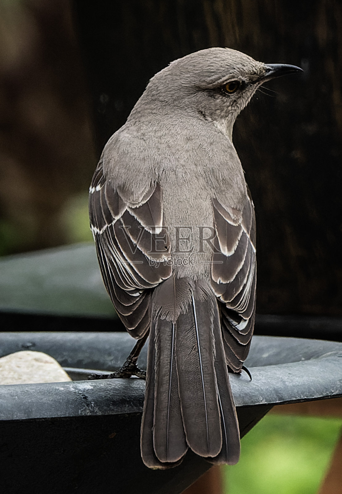 一只北方反舌鸟降落在花园里照片摄影图片