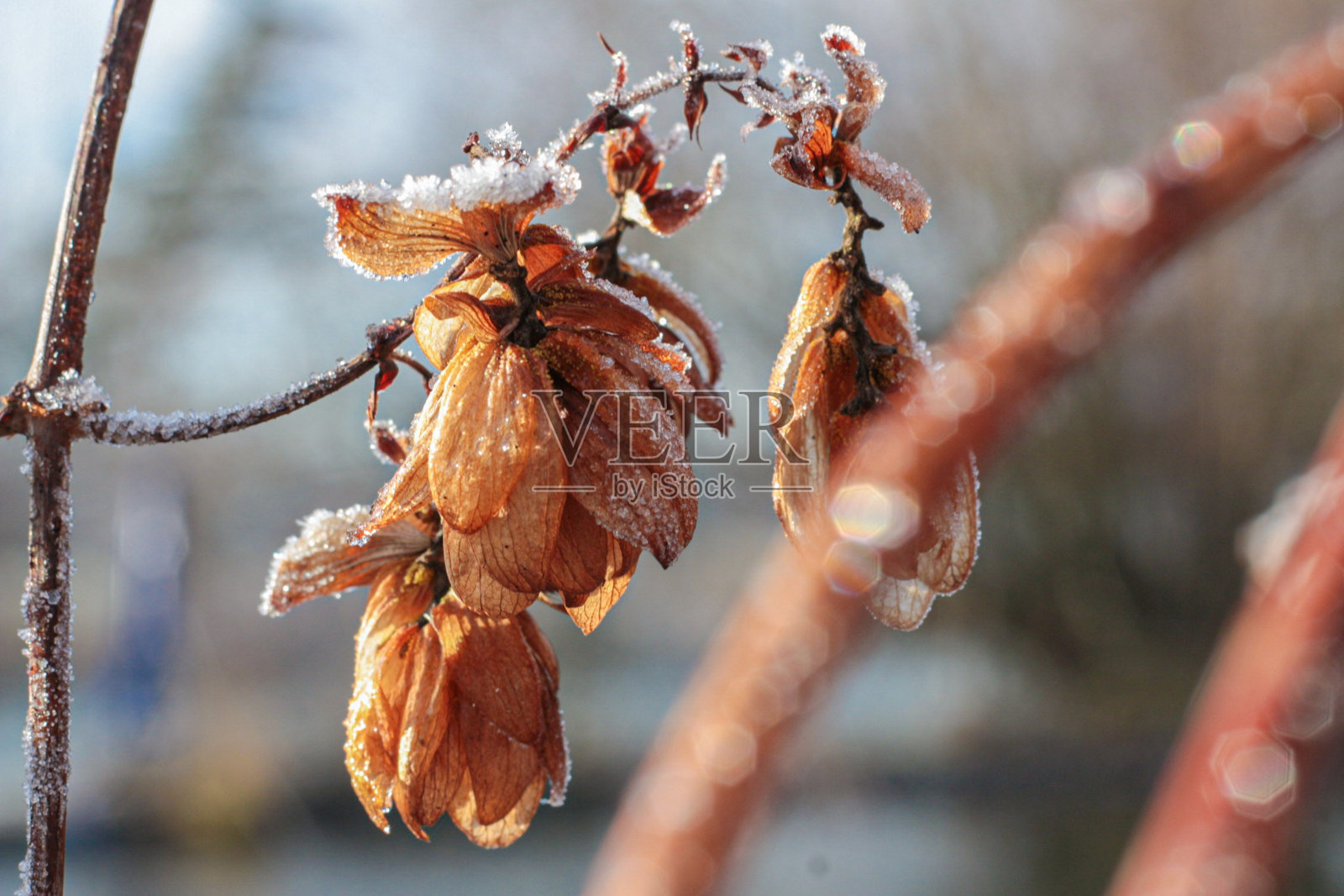 两株植物被霜冻覆盖在树枝上照片摄影图片