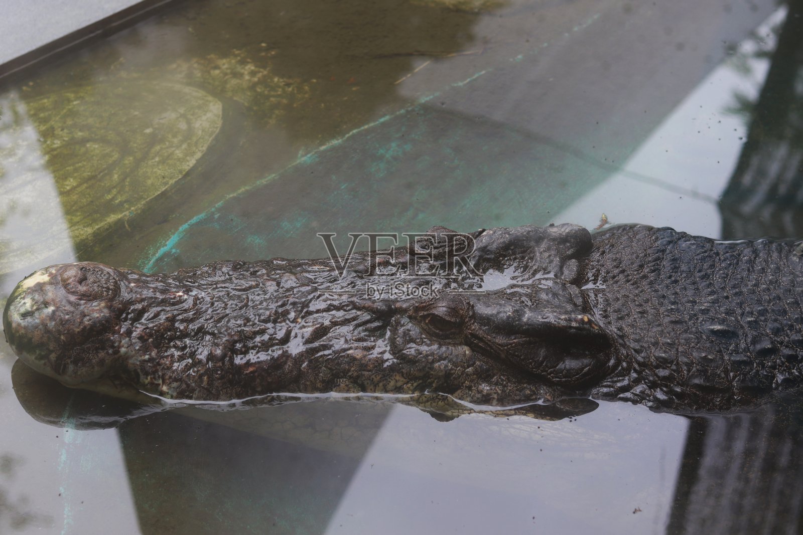 空中有鳄鱼，动物园里有鳄鱼照片摄影图片