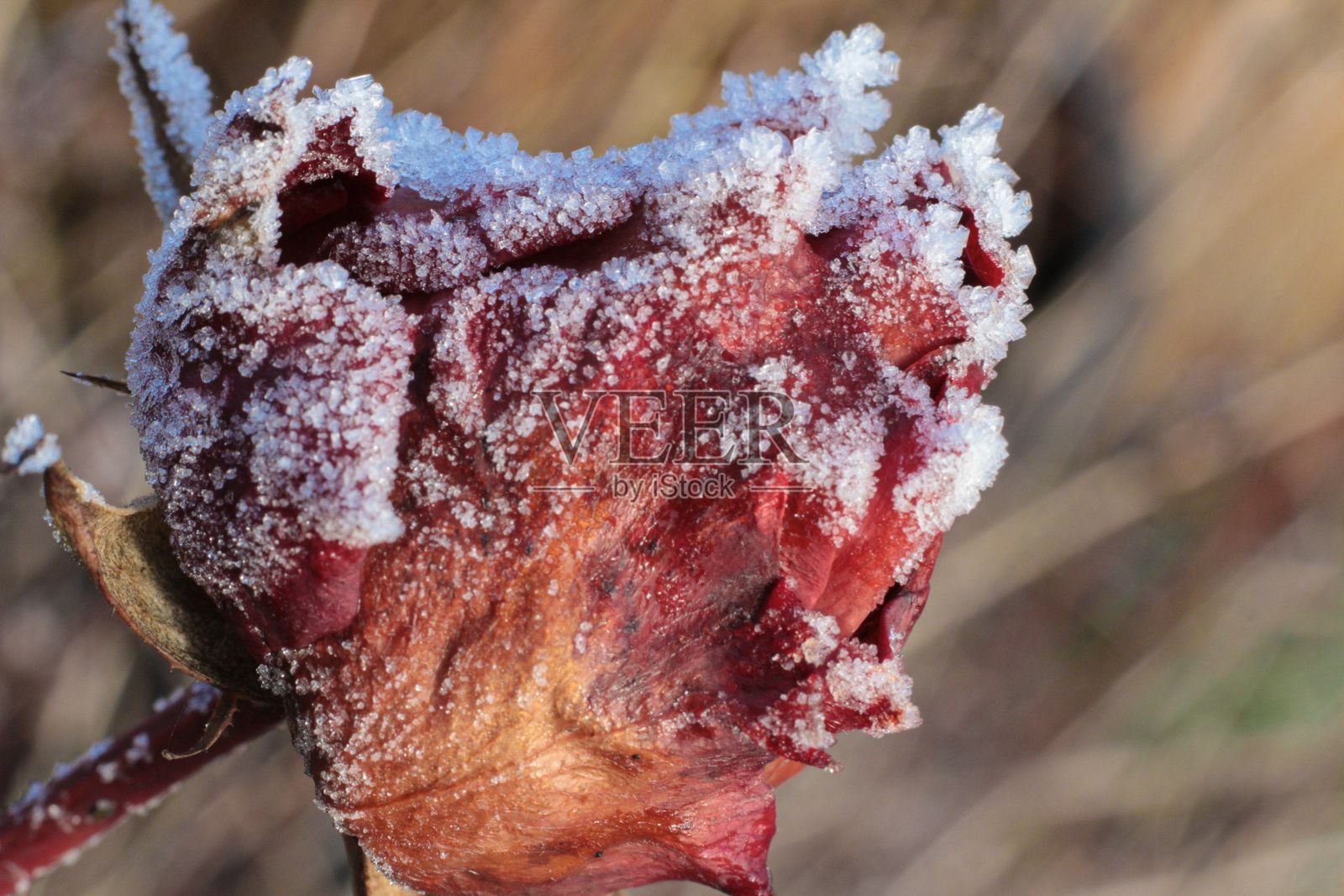 一朵被雪覆盖的红花的特写镜头照片摄影图片