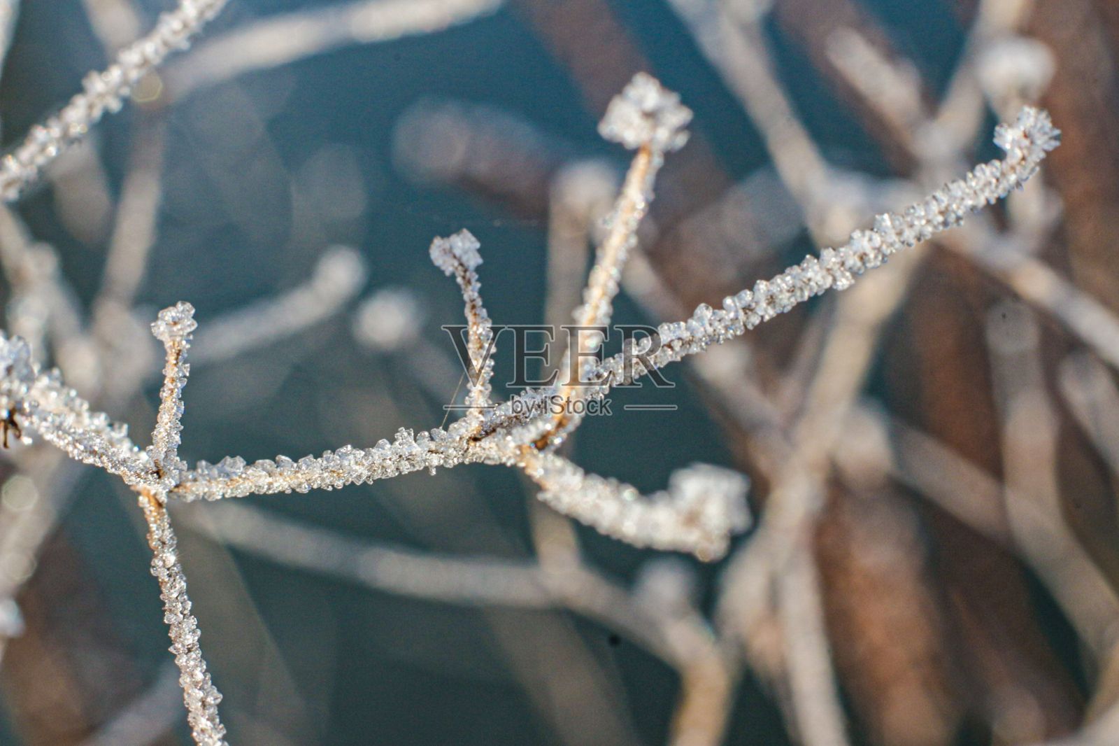 树枝上覆盖着雪晶的特写镜头照片摄影图片