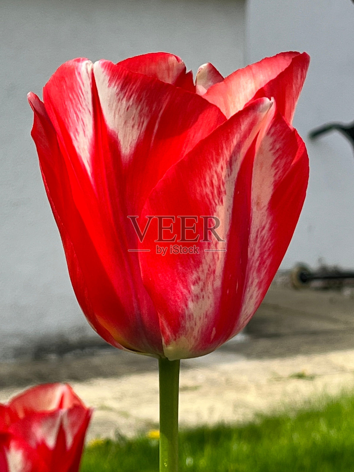 红色和白色的郁金香盛开在花园里照片摄影图片