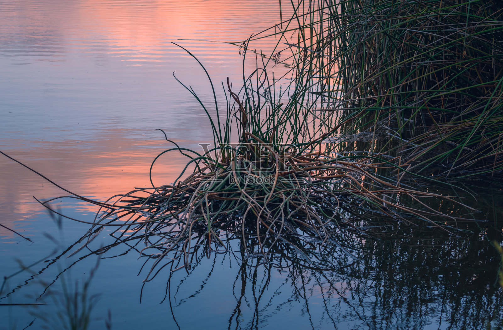 沼泽的草地，平静的湖面反射着夕阳后粉红色的天空。奥索弗拉科湖自然区，加利福尼亚州照片摄影图片