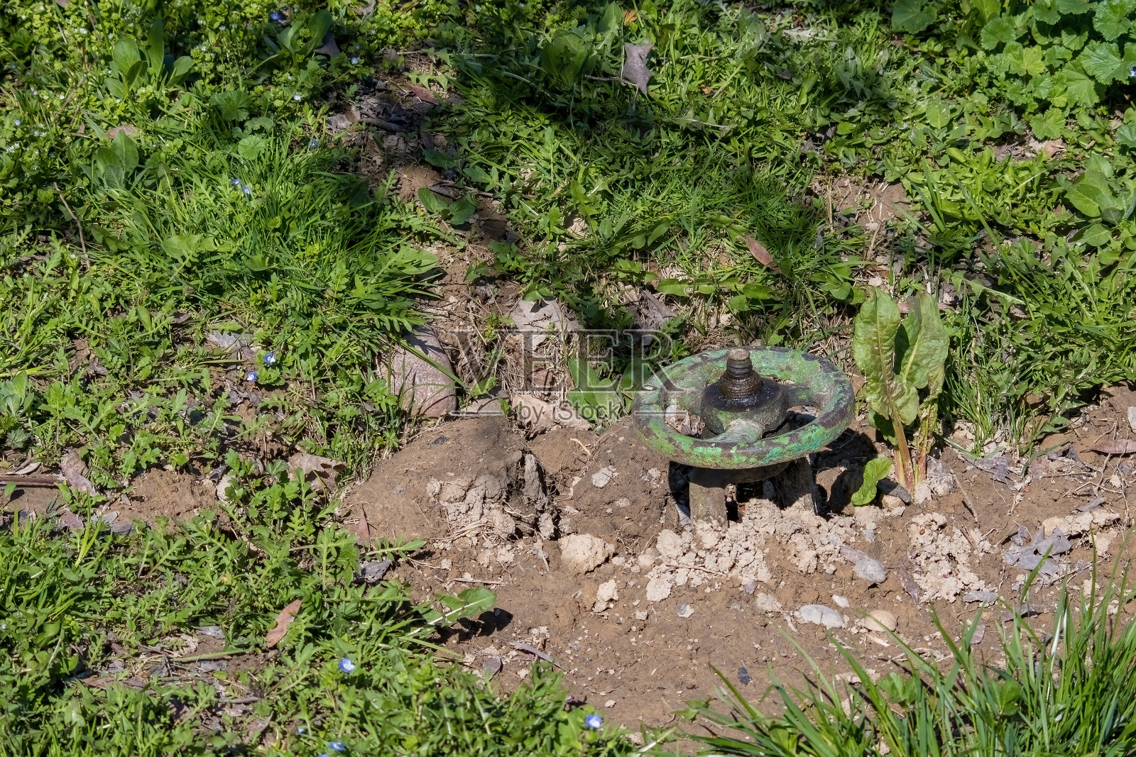 一个油漆剥落的旧阀门从地上伸出来。陈旧的灌溉系统。照片摄影图片