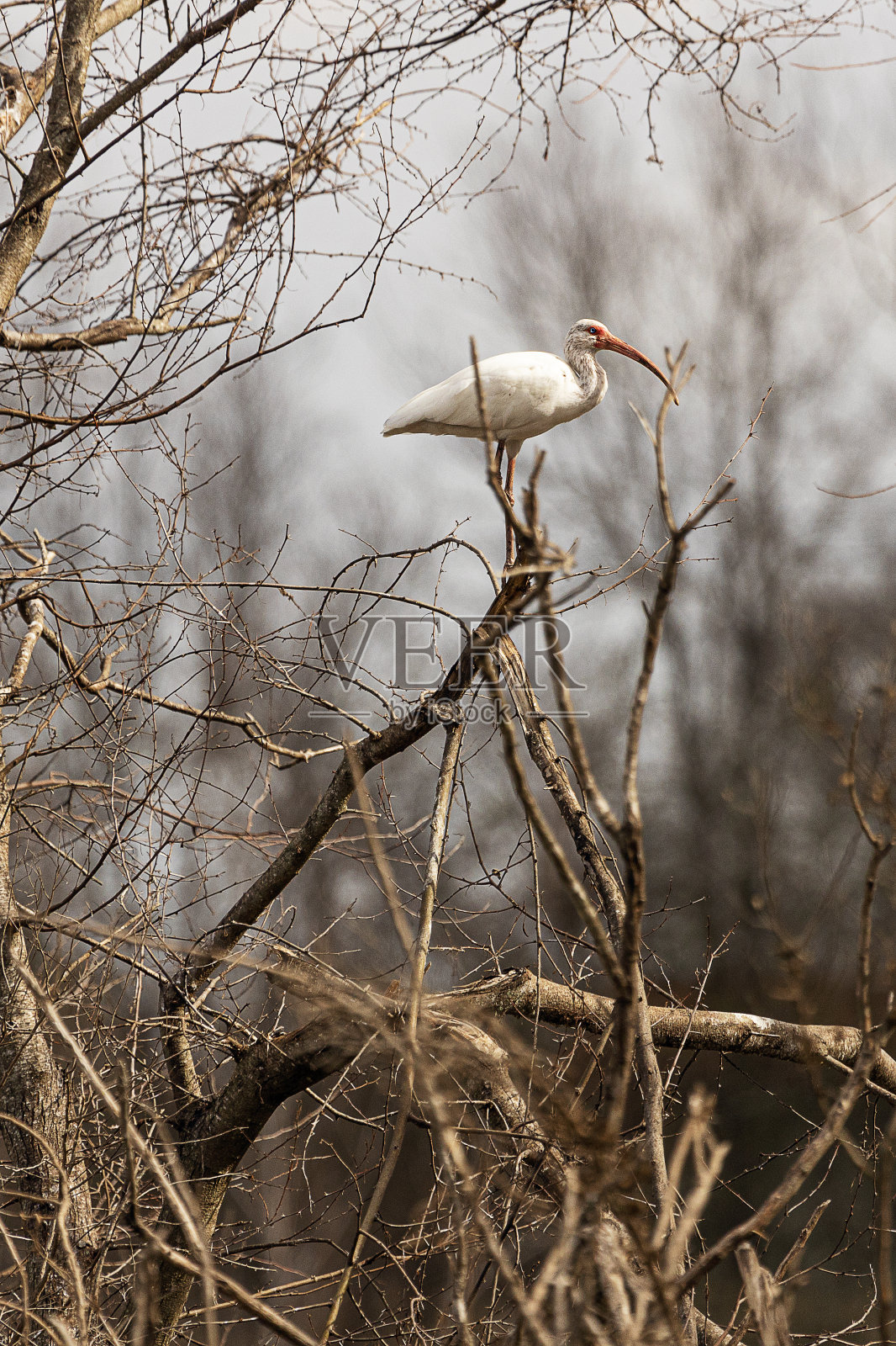 宜必思照片摄影图片