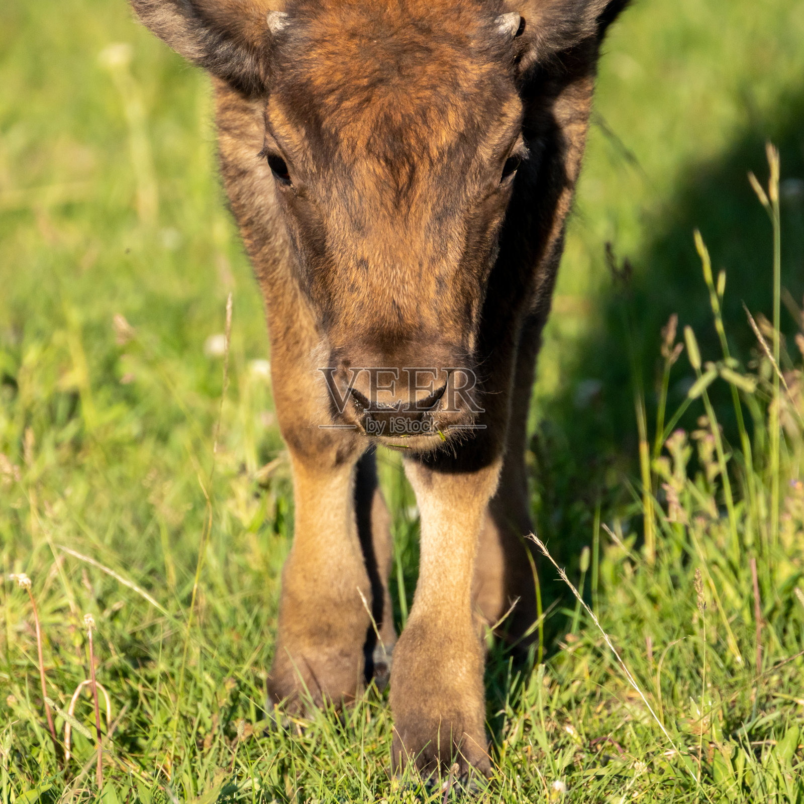 小野牛的脸走过海登谷照片摄影图片