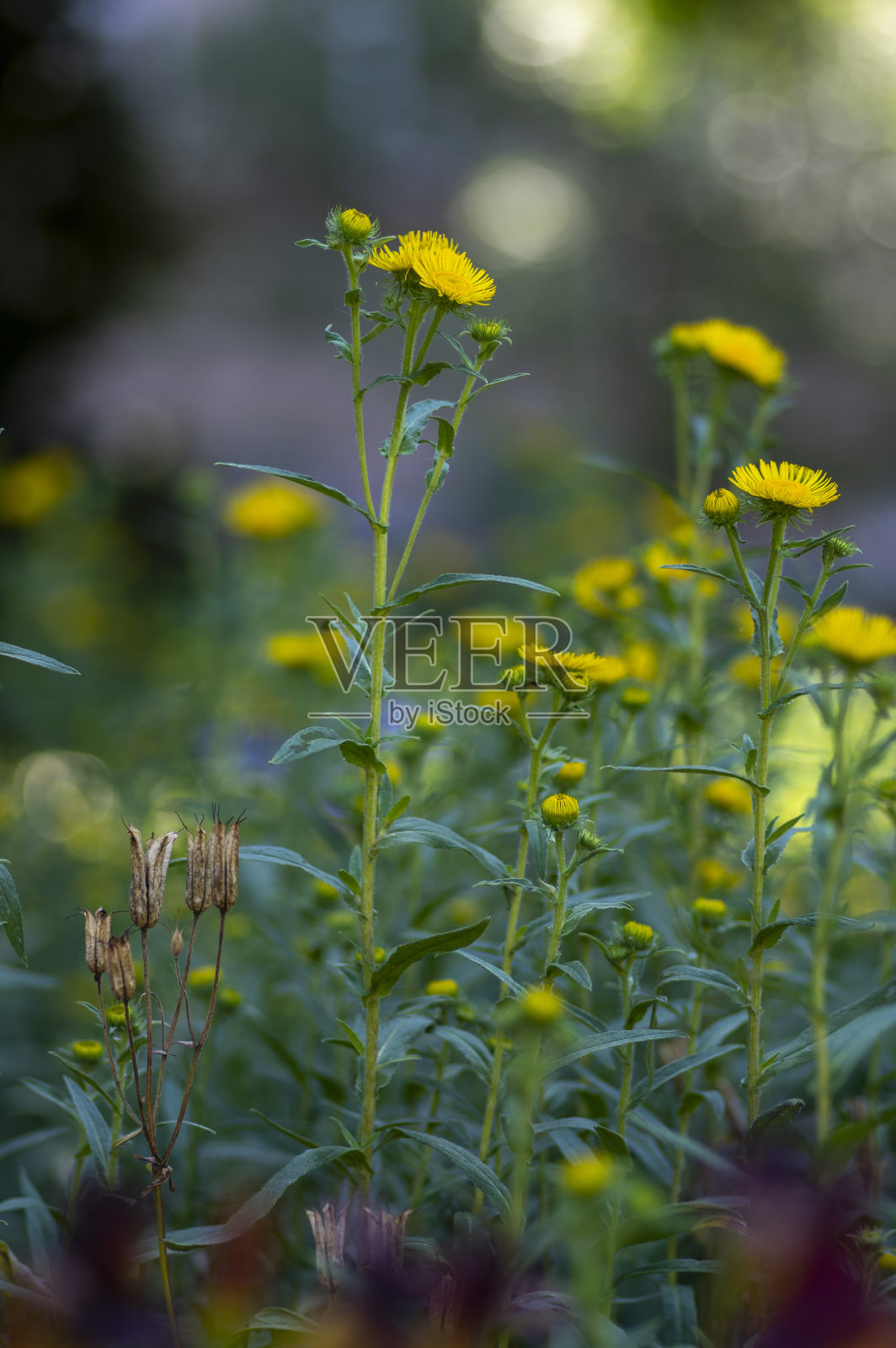 英属黄头草英属禾本科花盛开，属黄秋花植物照片摄影图片