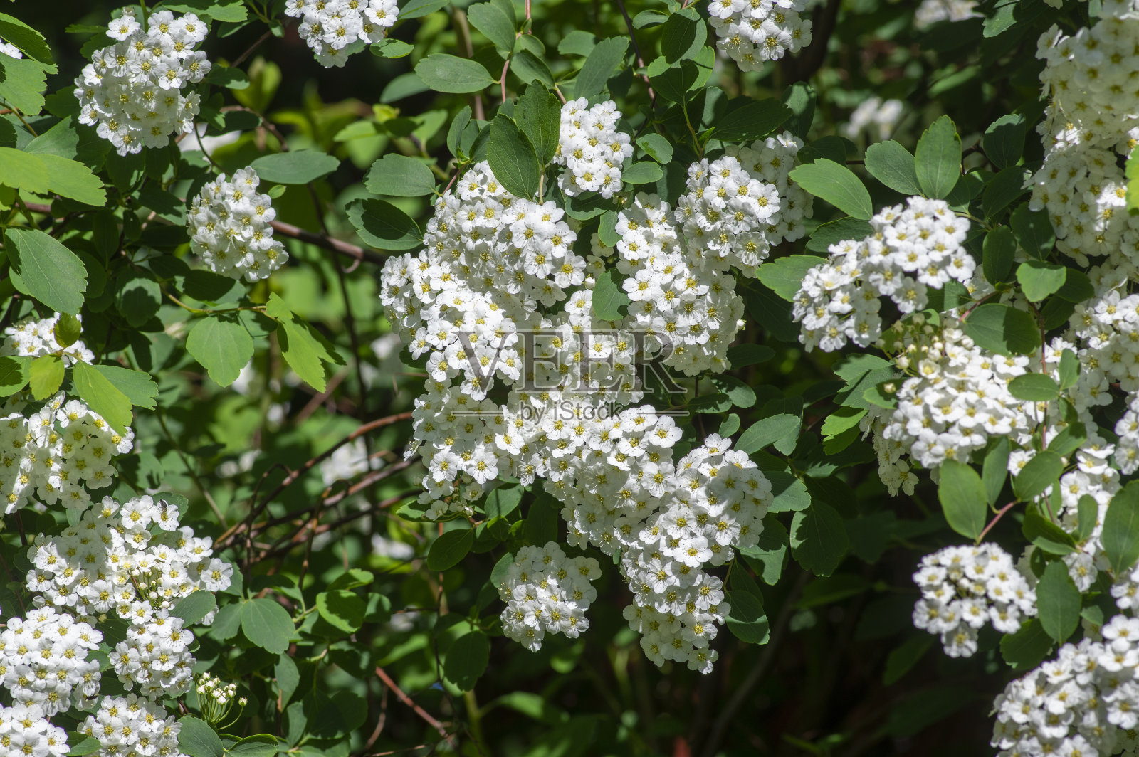 绣线菊是一种开花的观赏灌木，枝上有一群明亮的白色花照片摄影图片