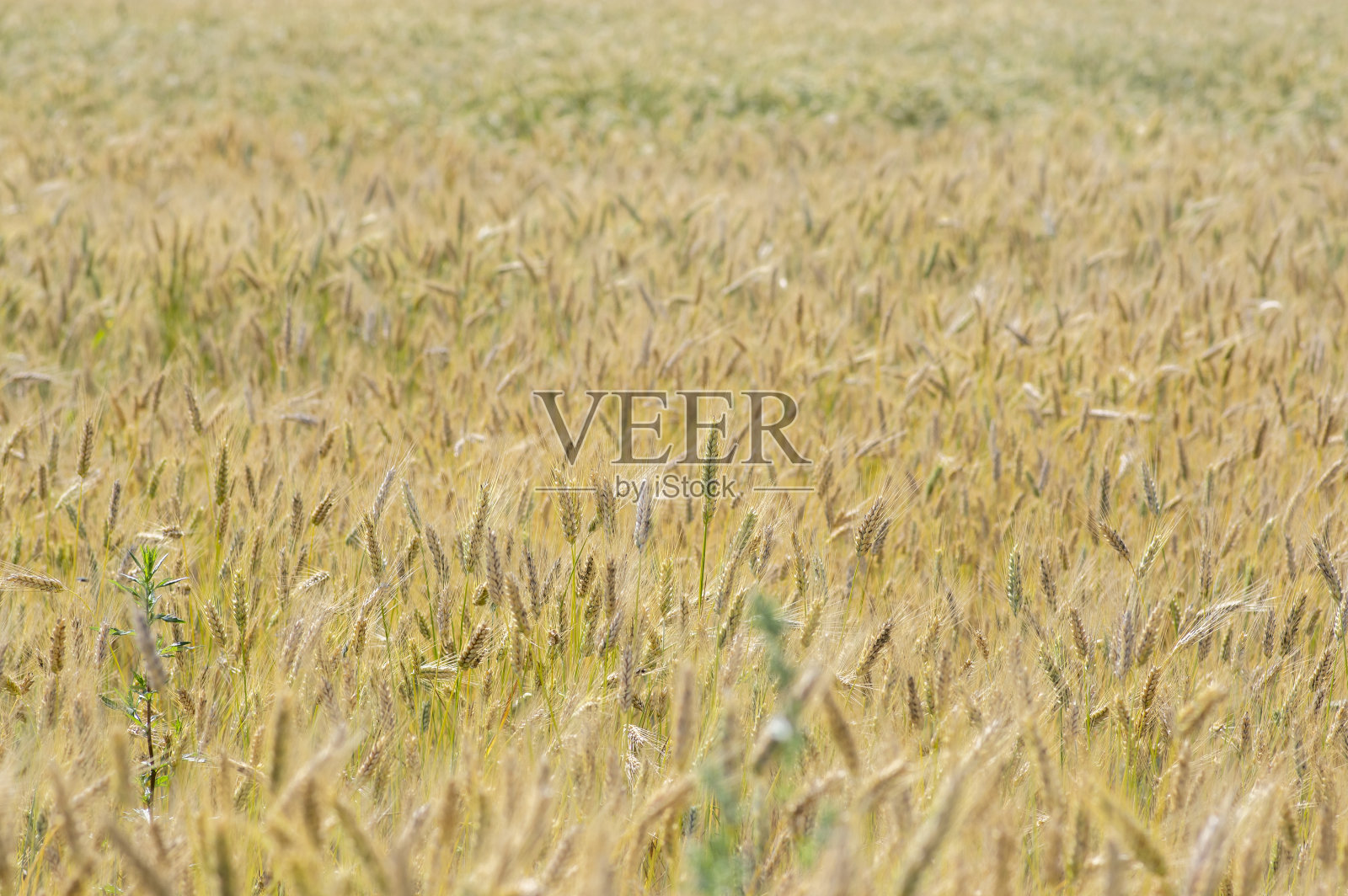 大麦高大的茎和种子在收割前呈金黄色，在田间成熟照片摄影图片